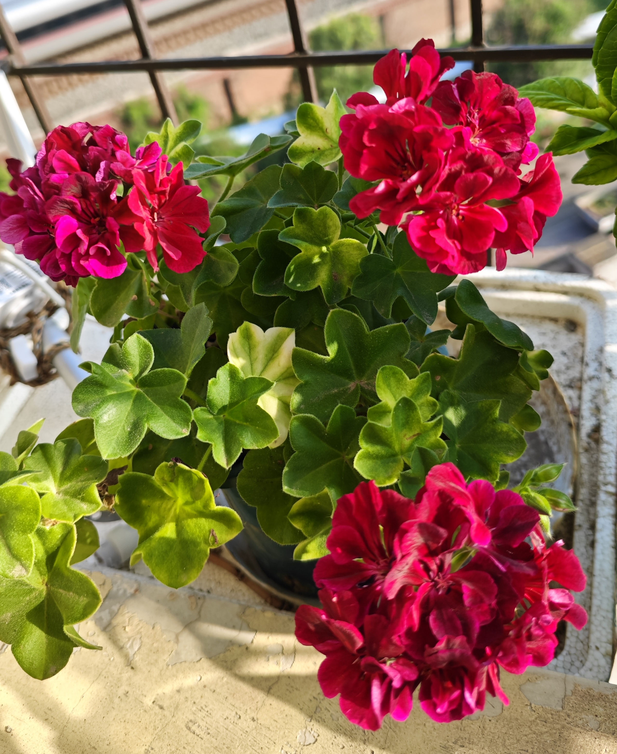 垂吊天竺葵酒红火焰,7月盛夏开花,耐热性好.#养花种菜小分队