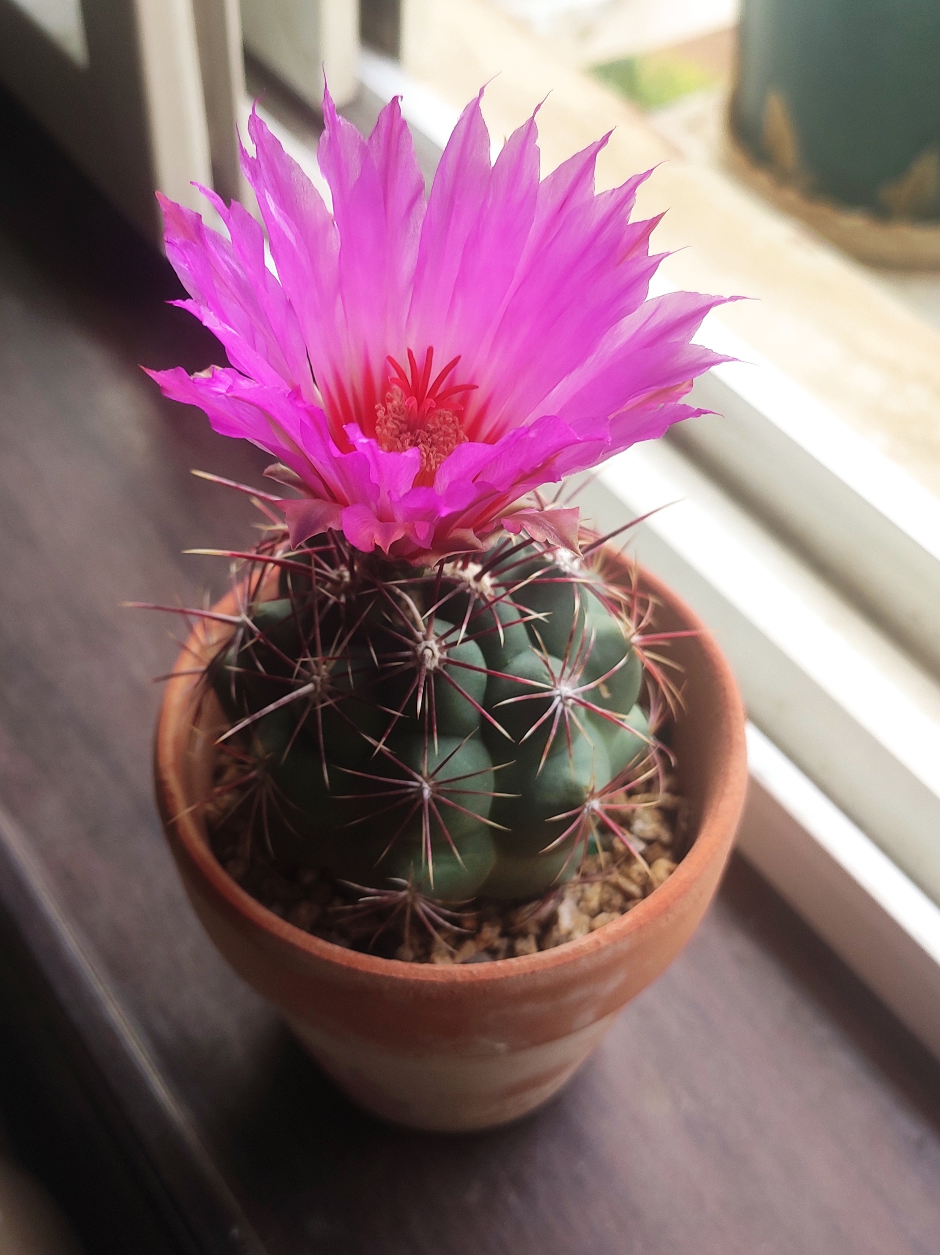 看花赏刺仙人球大统领 花大而艳丽,刺红白黄三色.