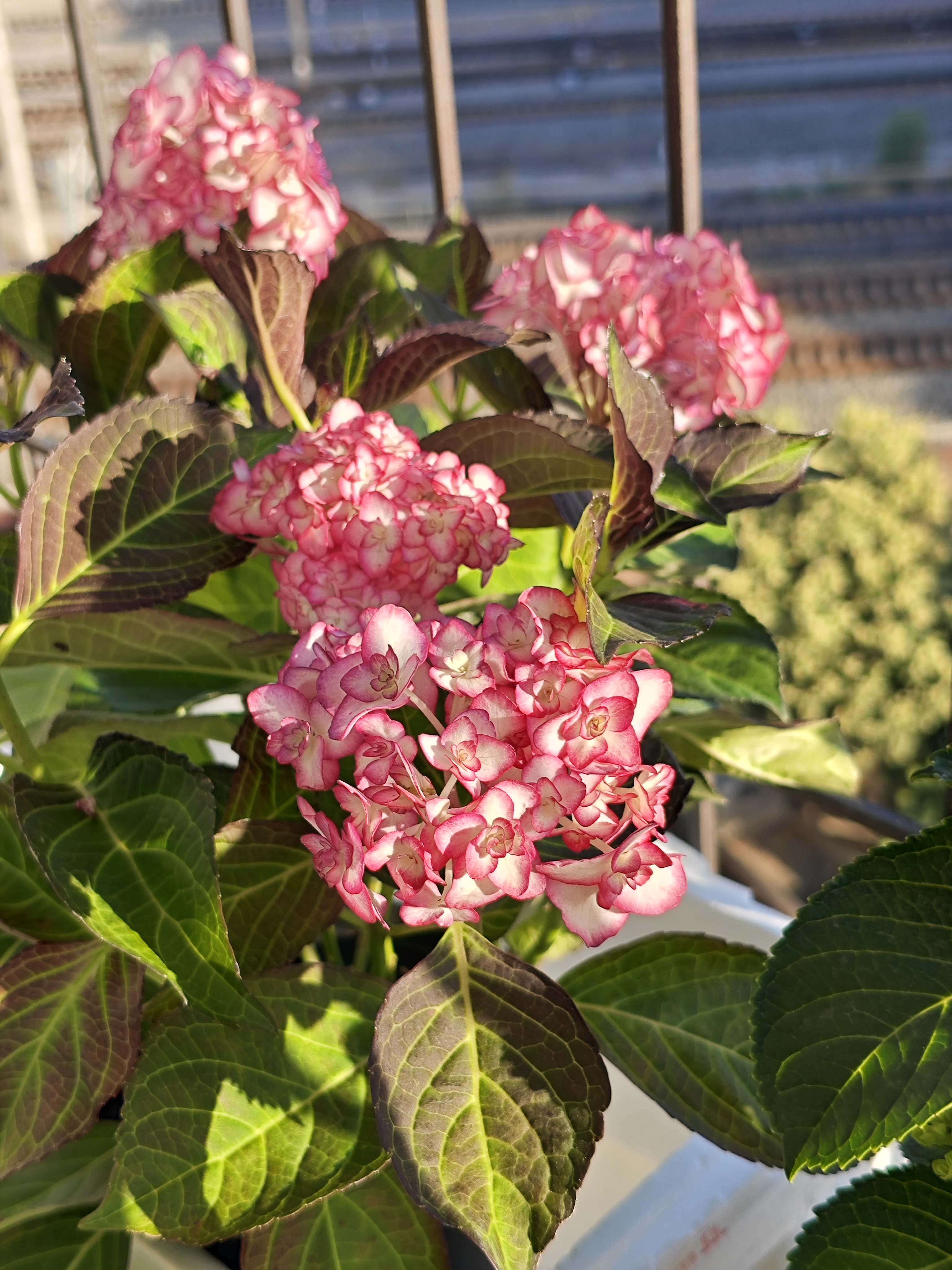 绣球纱织小姐,叶与花有特色.叶发红棕色,花红白相间,仙气飘飘