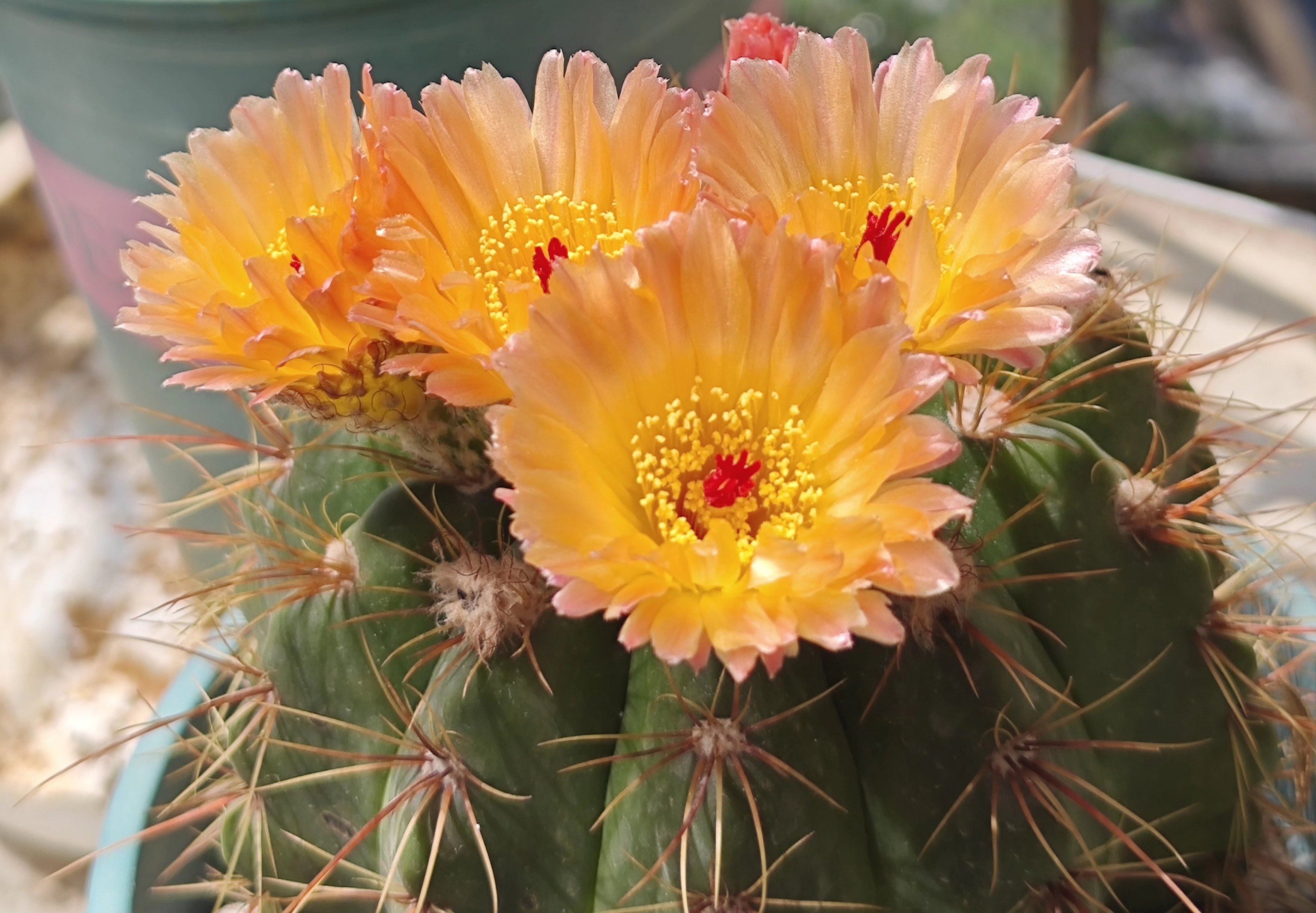 粉花青王丸仙人球,两次开花颜色不太一样.#养花种菜小分队