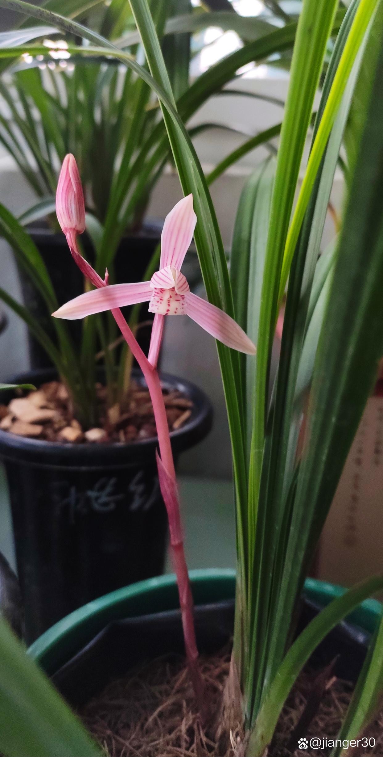 这颗建兰红宋梅,继承了宋梅的叶姿,但花不是梅瓣.