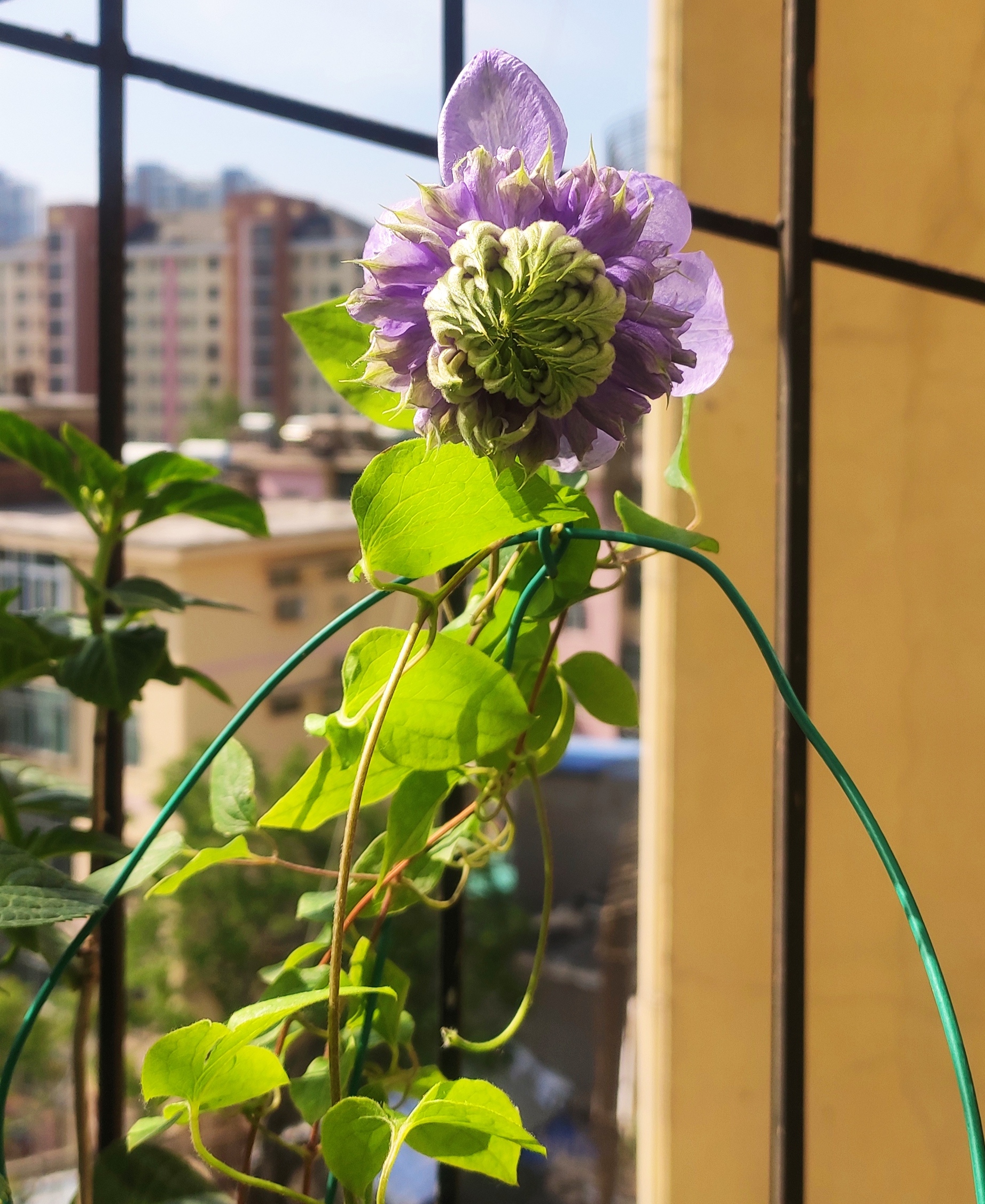 铁线莲——蓝光,重瓣铁线莲,美丽的蓝莲花.#养花种菜小分队