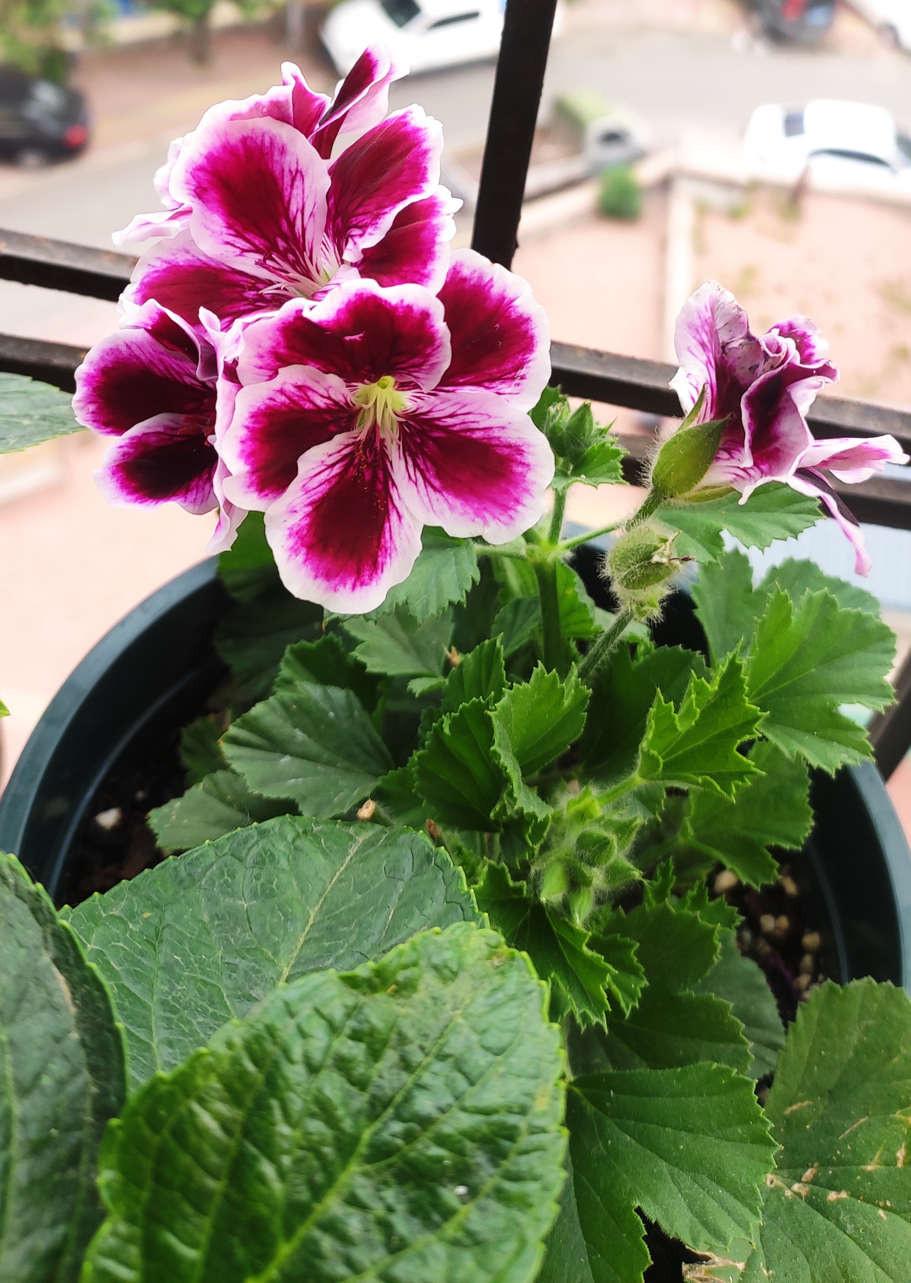 初养大花天竺葵,蝴蝶梅帝国.据说勤花好养