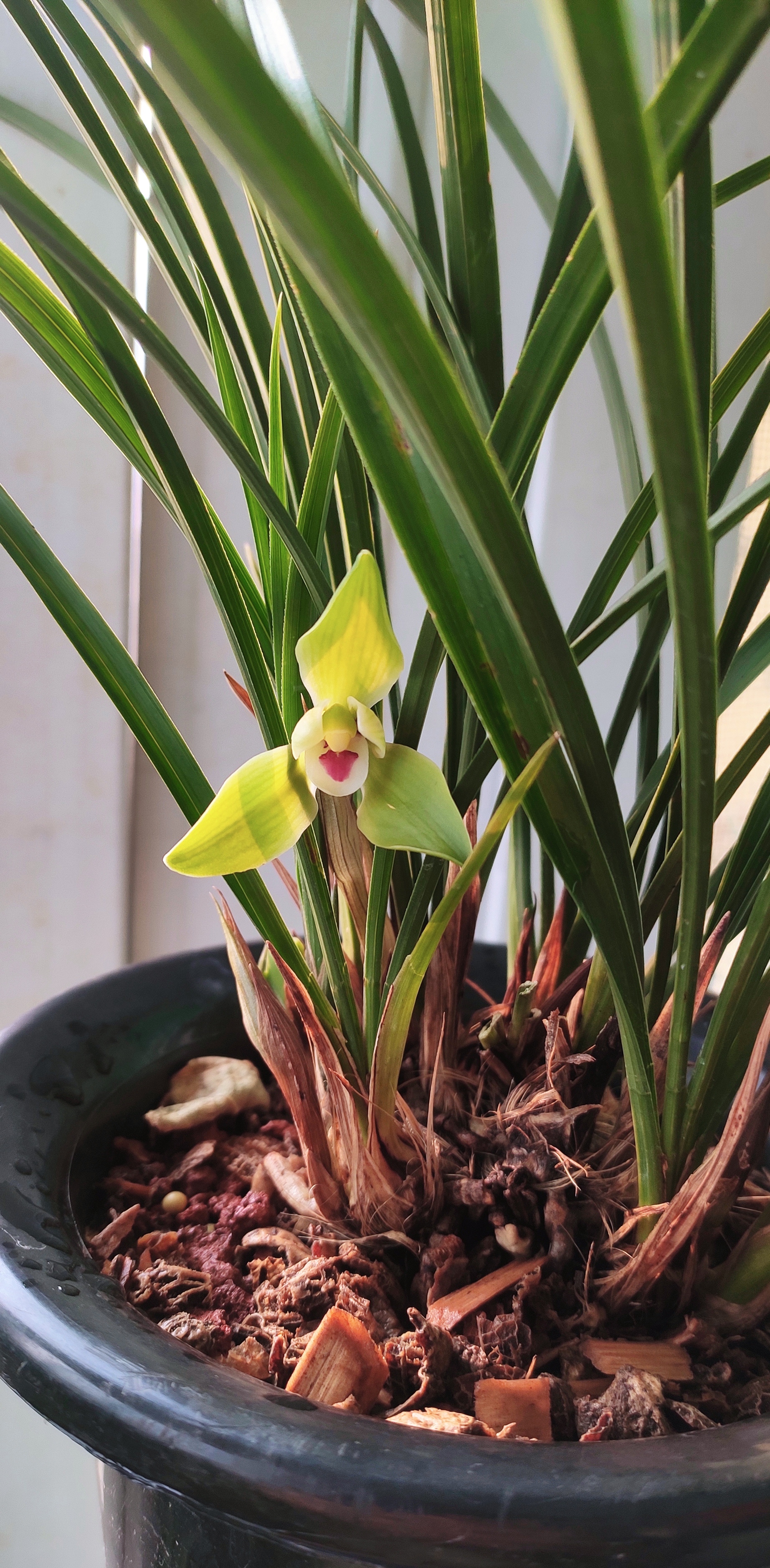 春兰名品,翠一品,水仙瓣.花,花香,叶姿皆一品.