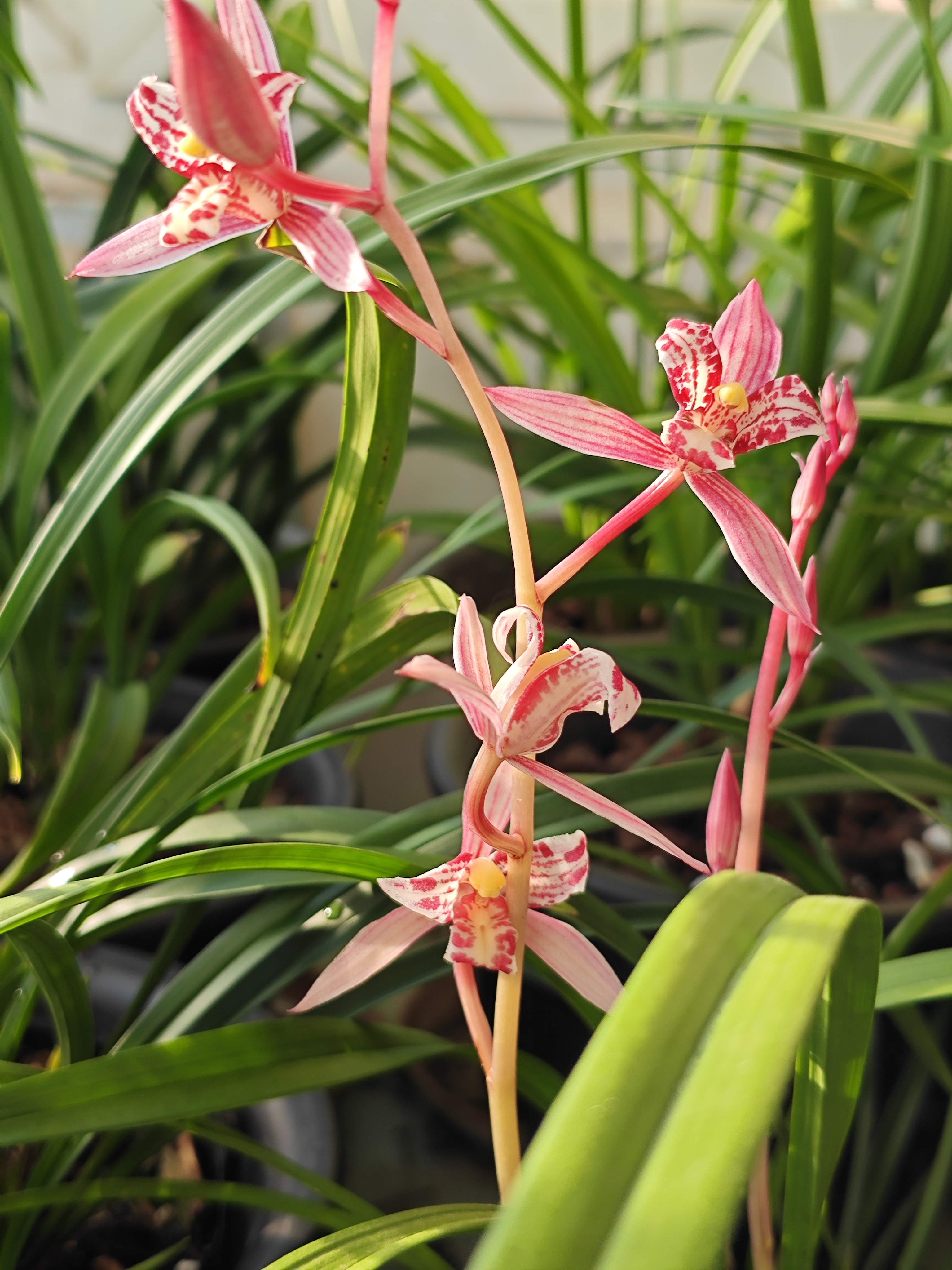 据说是建兰红娘和宝岛仙女的后代,三代表三星蝶花,和建兰红猫蕊蝶相似