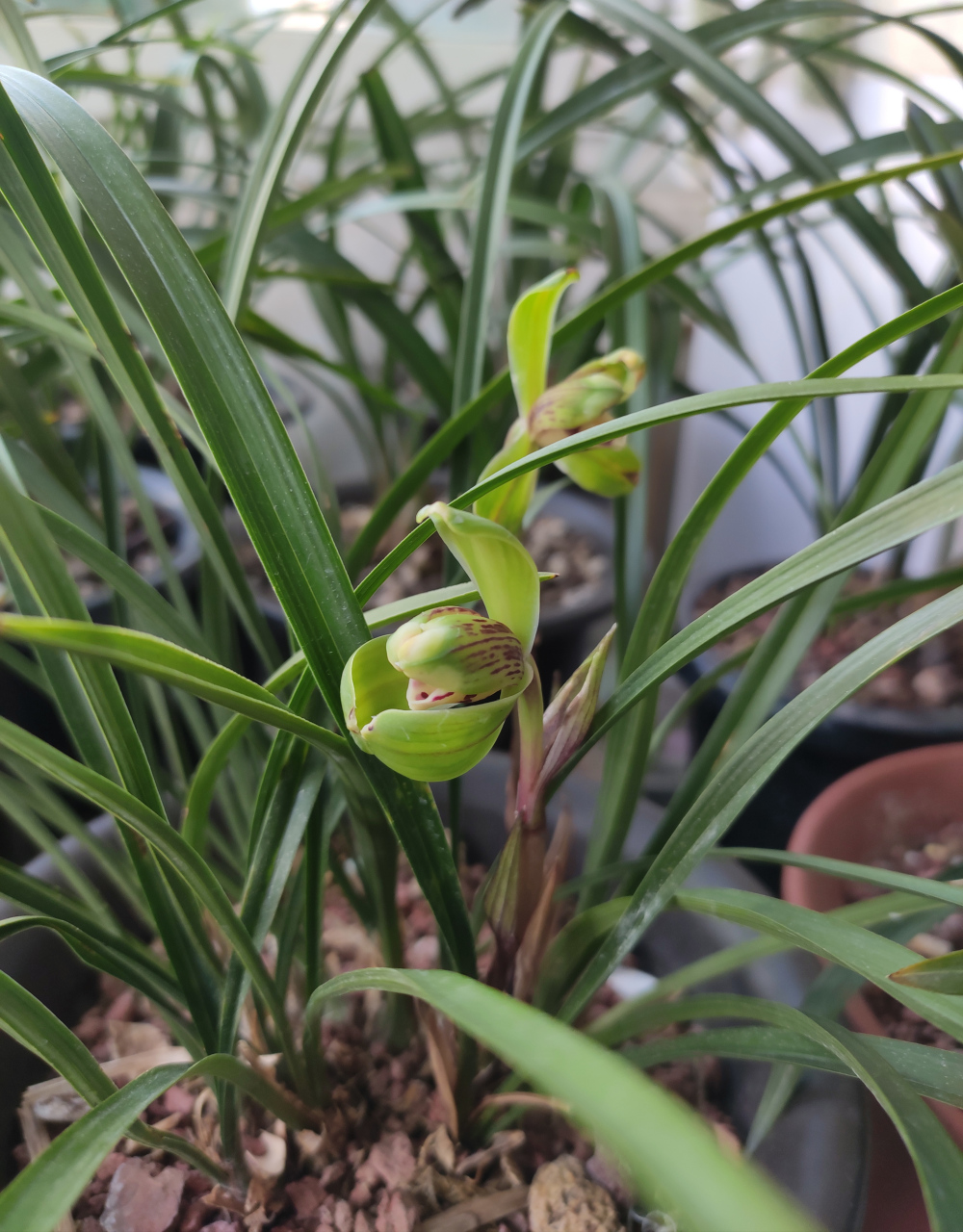 去年消苞的春兰瑞梅,今年开花了.据说和春兰万字比较像.