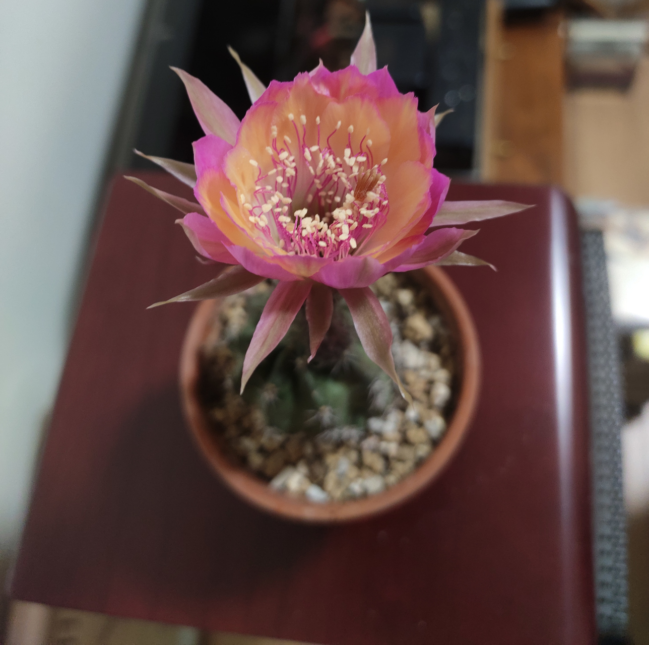 仙人球丽花极光,晚上七点多开的花.