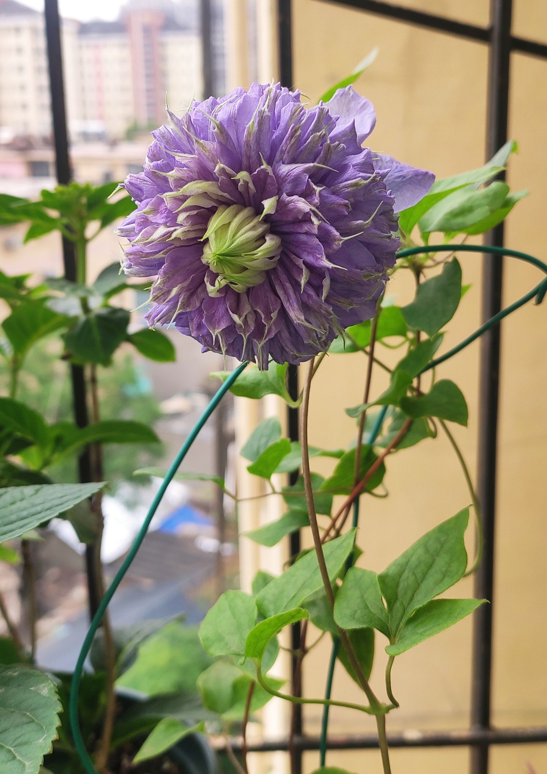 铁线莲——蓝光,重瓣铁线莲,美丽的蓝莲花.#养花种菜小分队