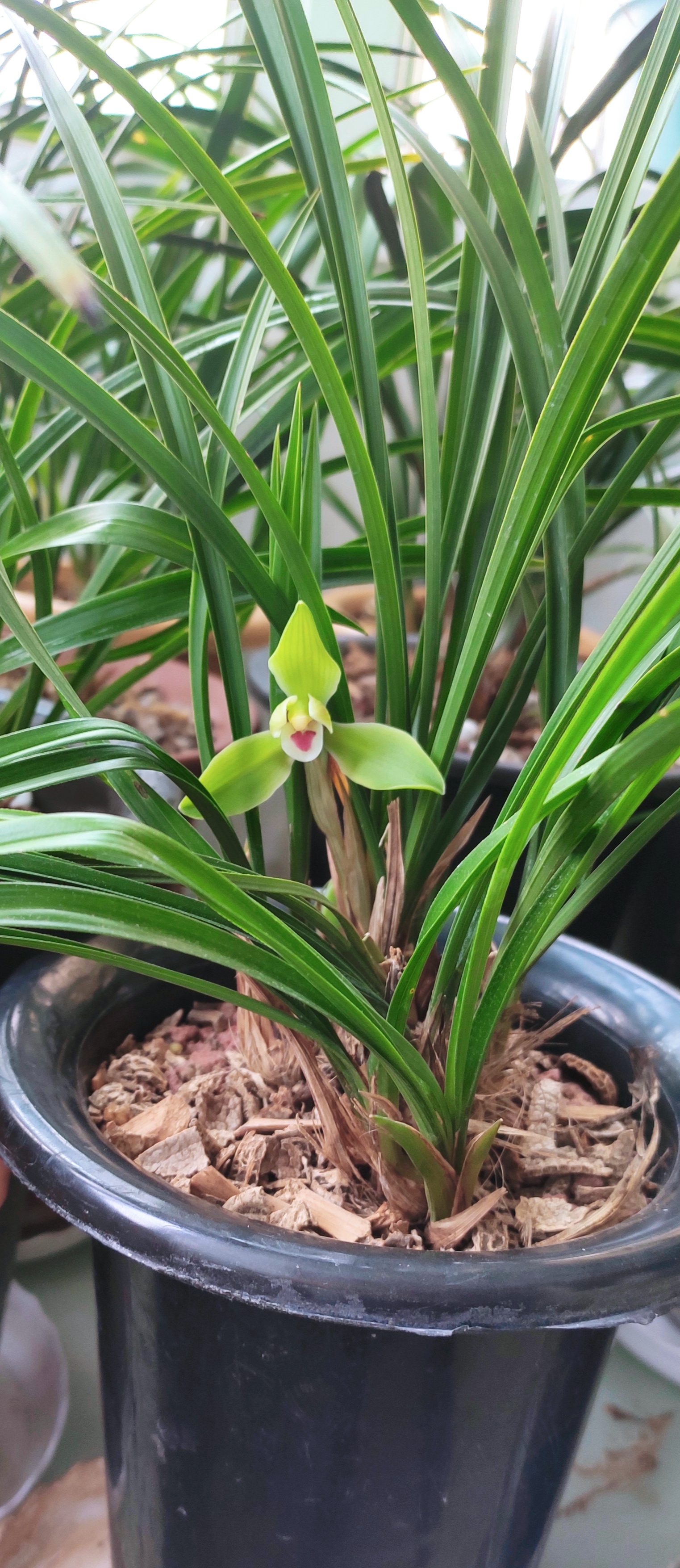 春兰名品,翠一品,水仙瓣.花,花香,叶姿皆一品.