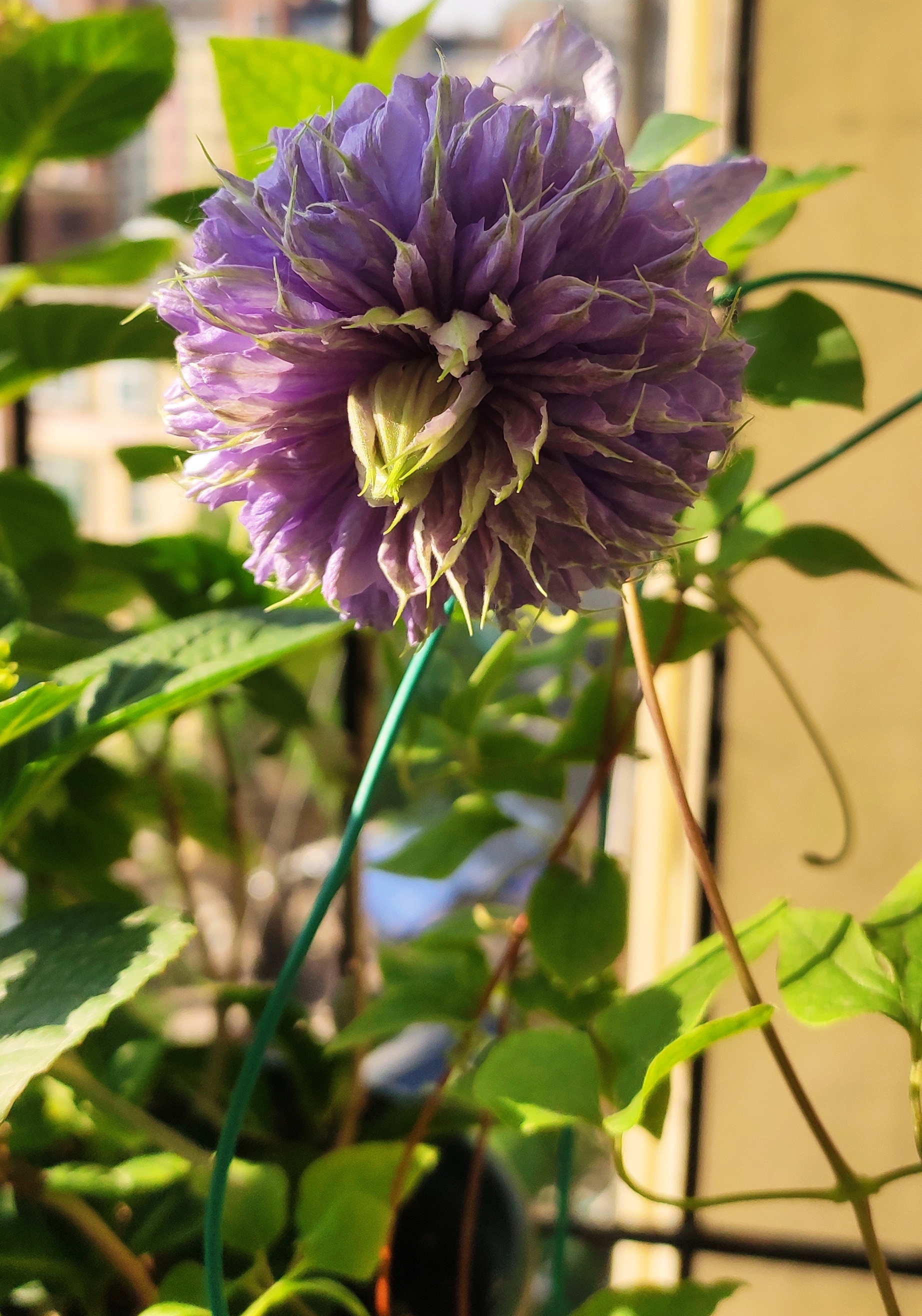 铁线莲——蓝光,重瓣铁线莲,美丽的蓝莲花.#养花种菜小分队