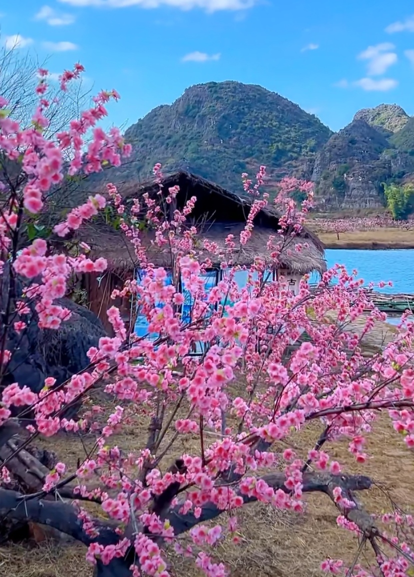 瞧这棵盛开的樱花树,花朵簇拥,鲜艳如霞,仿佛置身于粉色的童话世界