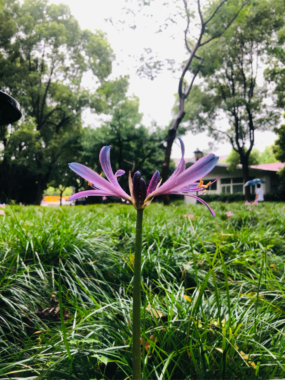 雨中的彼岸花图片图片