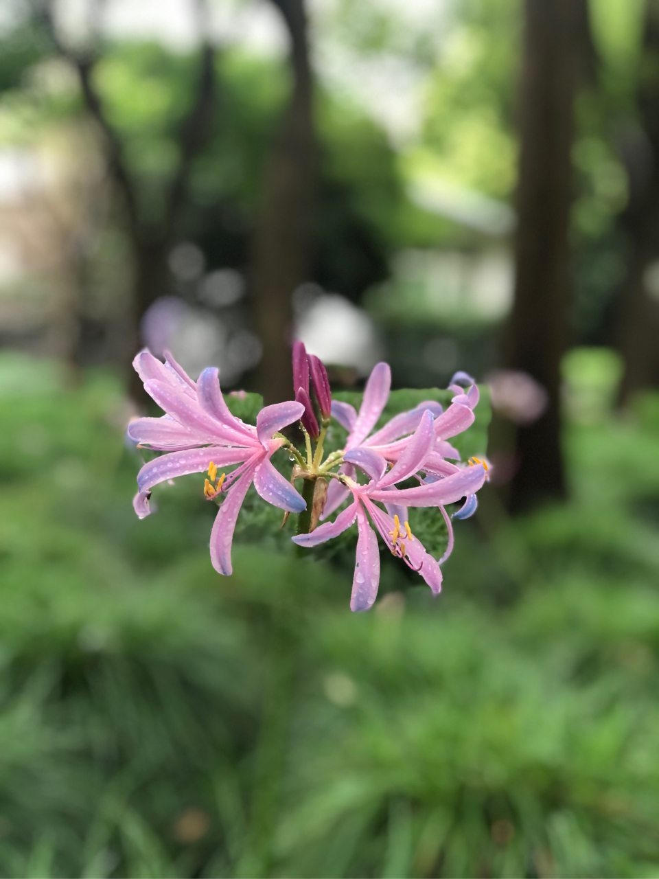 雨中的彼岸花图片图片