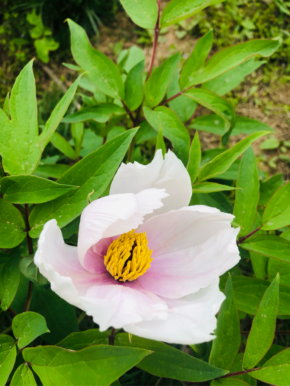 亳州白芍花图片大全图片