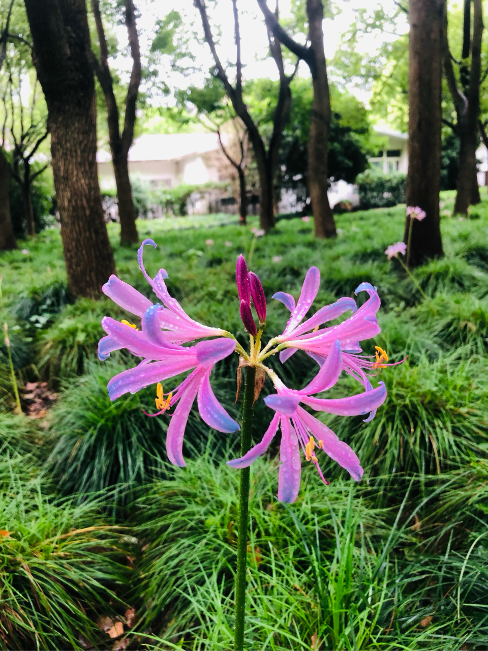 雨中的彼岸花图片图片