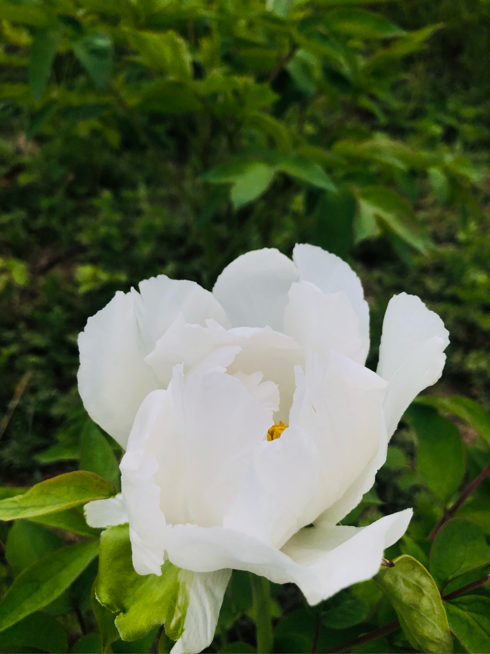 亳州白芍花图片大全图片