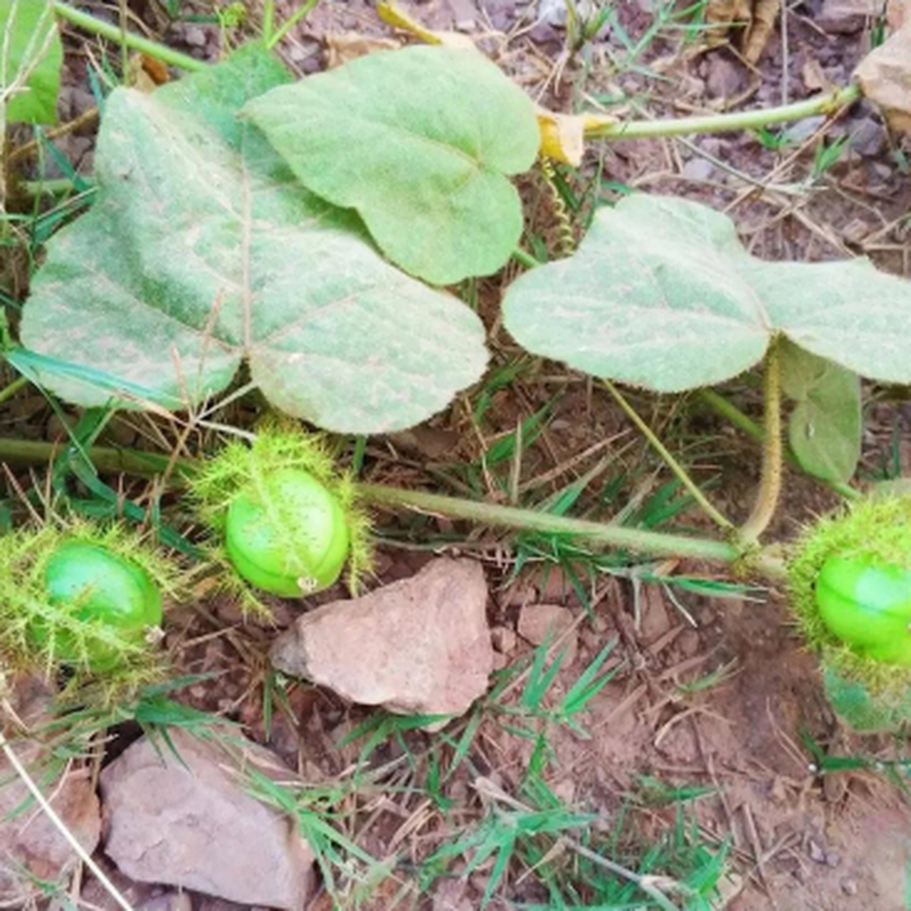 大吴风草的果实图片