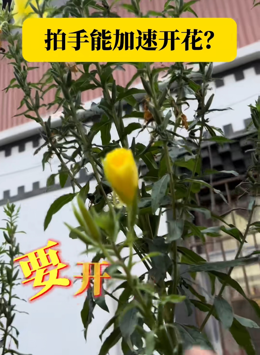 还真有这种花,叫"跳舞草".