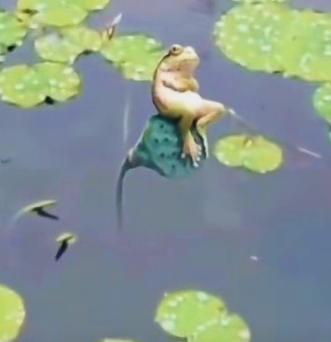 这是青蛙王子本王吧,什么样的天鹅才配得上它呢?#动态连更挑战