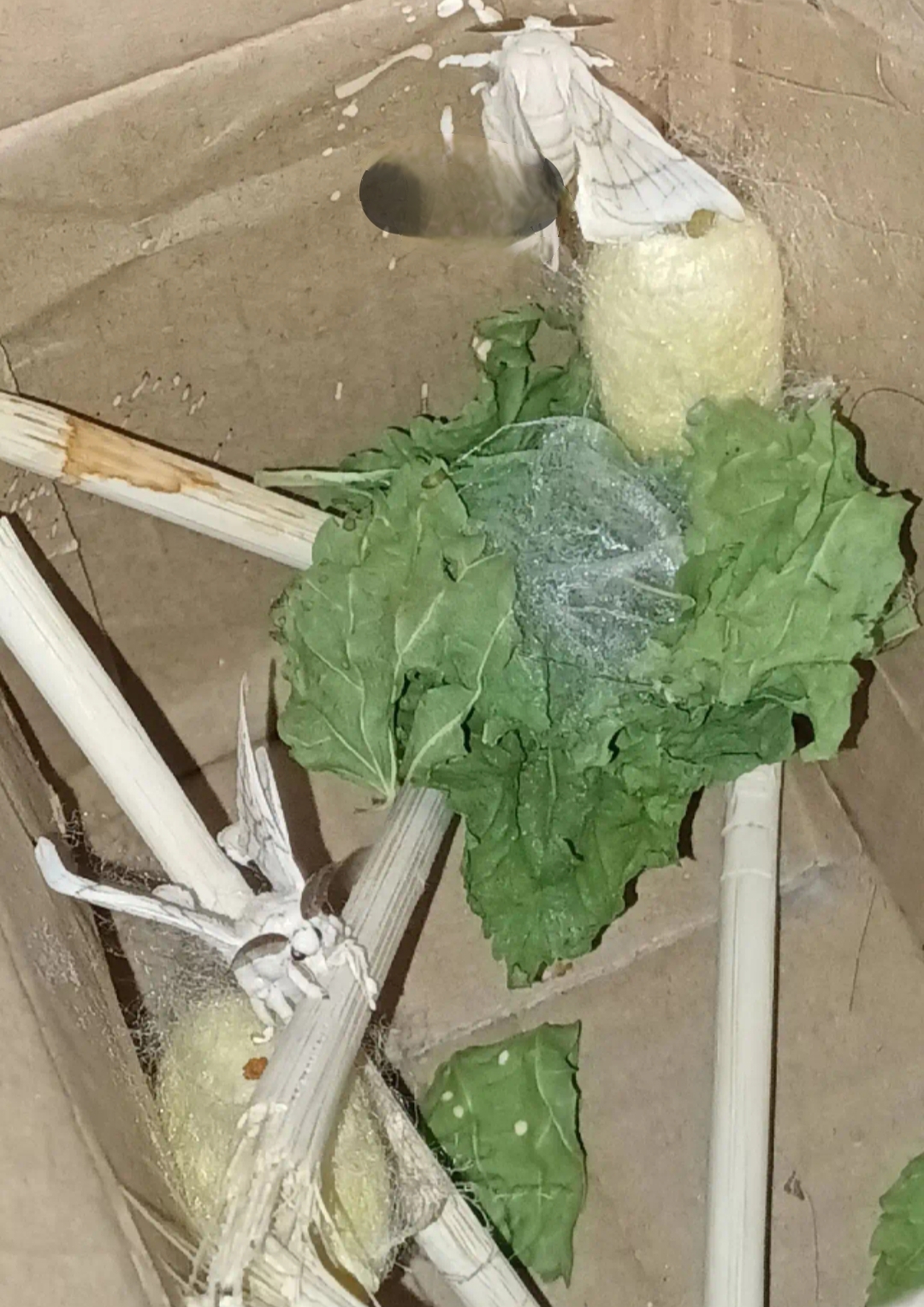 这是什么飞蛾,好白呀,有点像知了