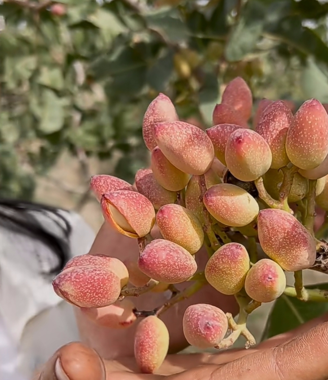 这是什么果实,好好看,用来做花材包花束或者做永生花,肯定很好看!