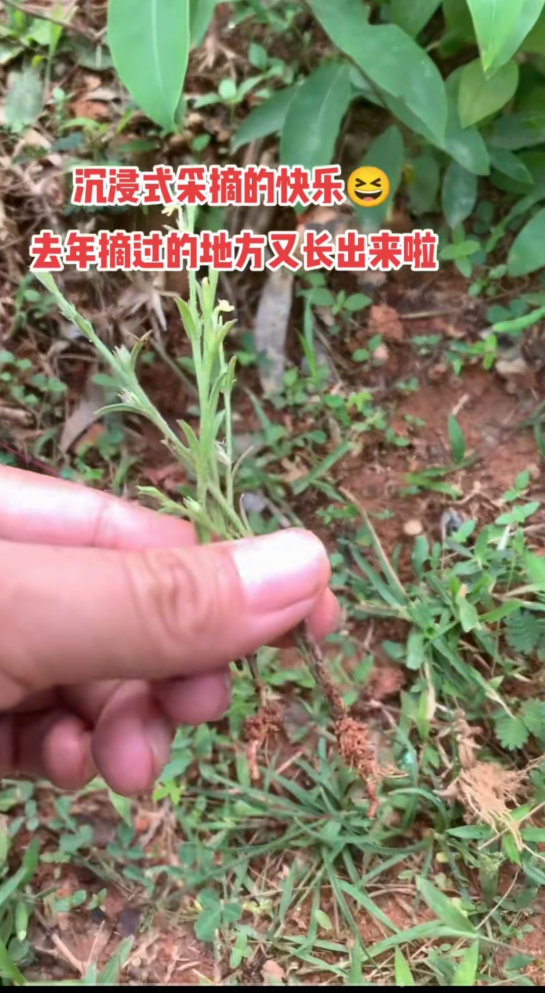 这种草药(独脚甘),你们有摘过吗?