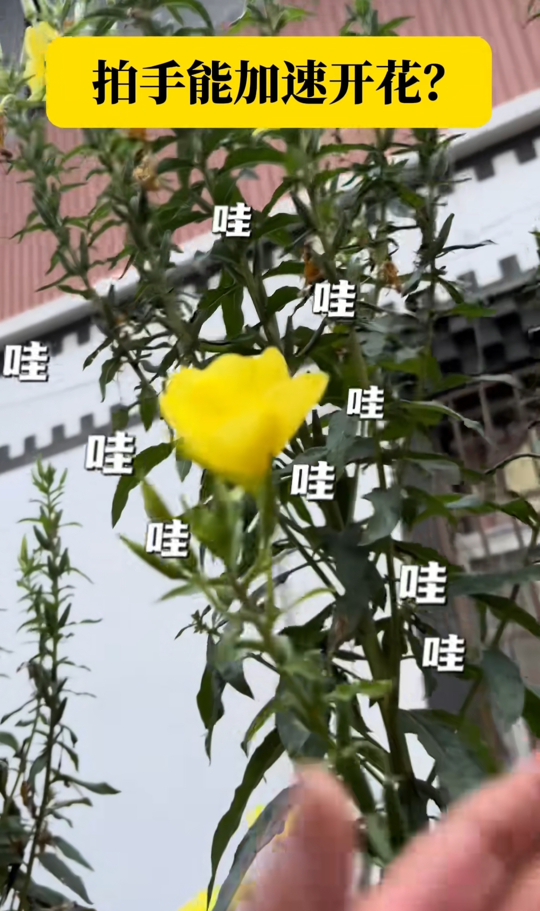还真有这种花,叫"跳舞草".
