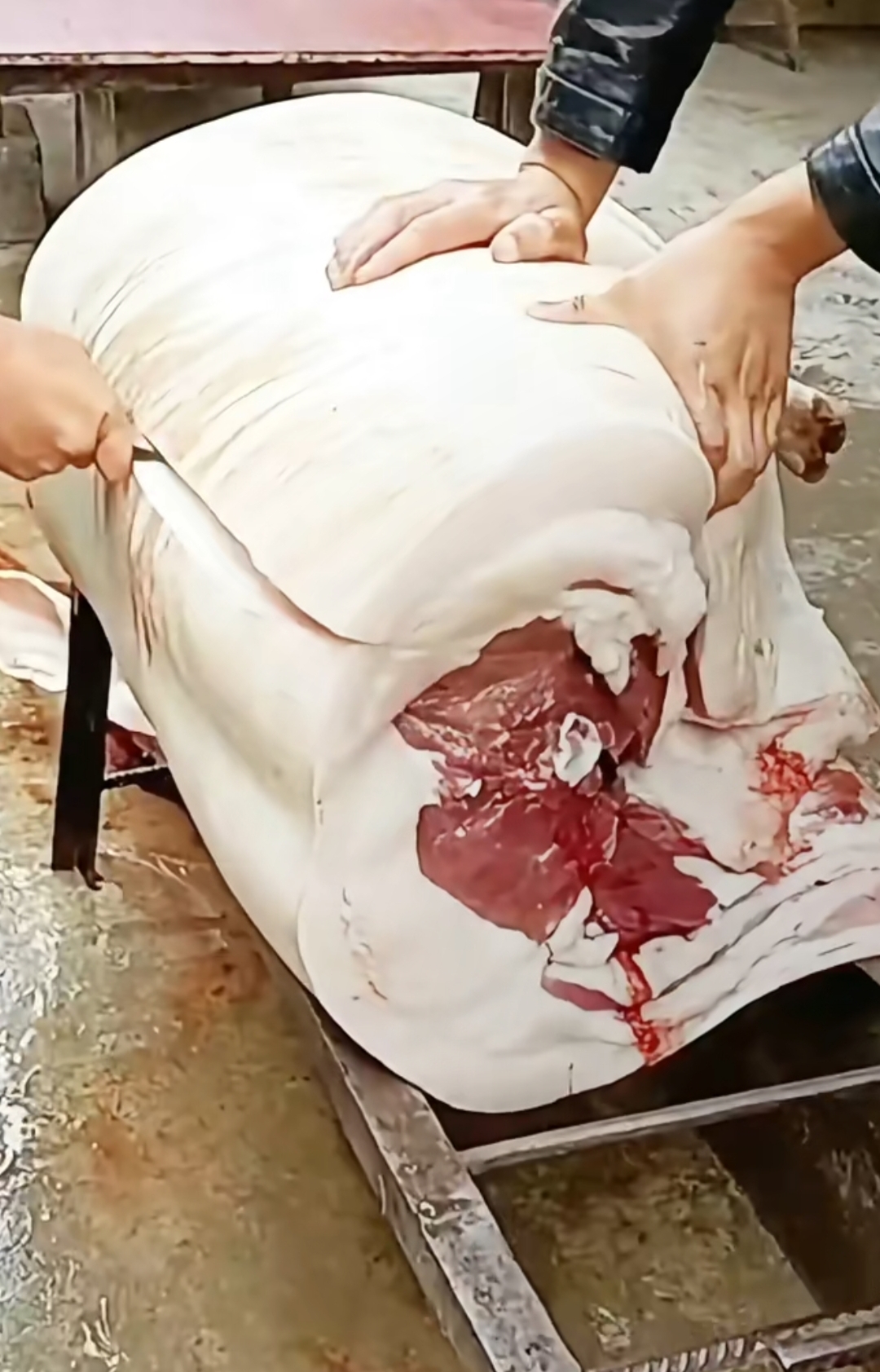 可是今年这个猪也太肥了吧,村里人给它喂了啥呀?长那么多肥肉!