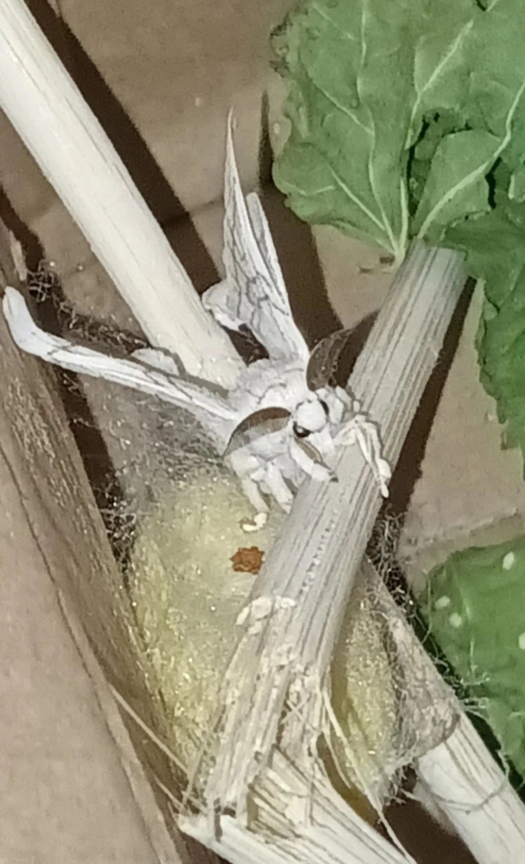 这是什么飞蛾,好白呀,有点像知了