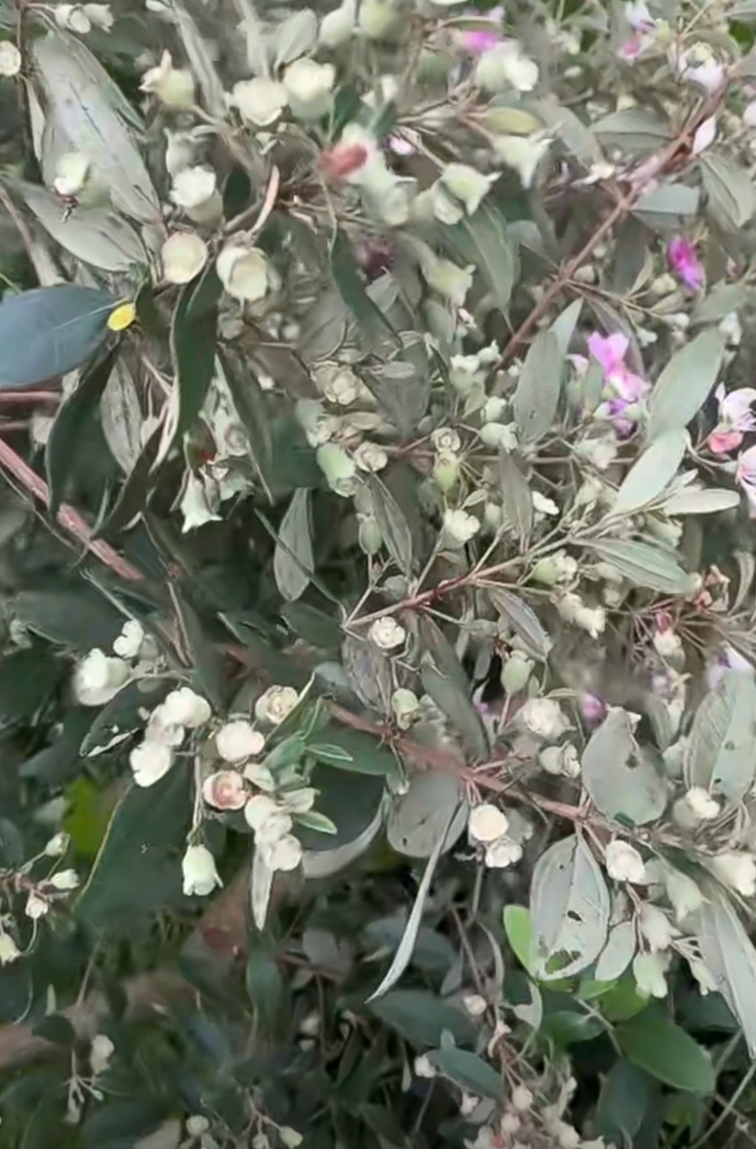 小时候,每到9月开学,我们去山上砍扫把的时候,就是桃金娘成熟的季节