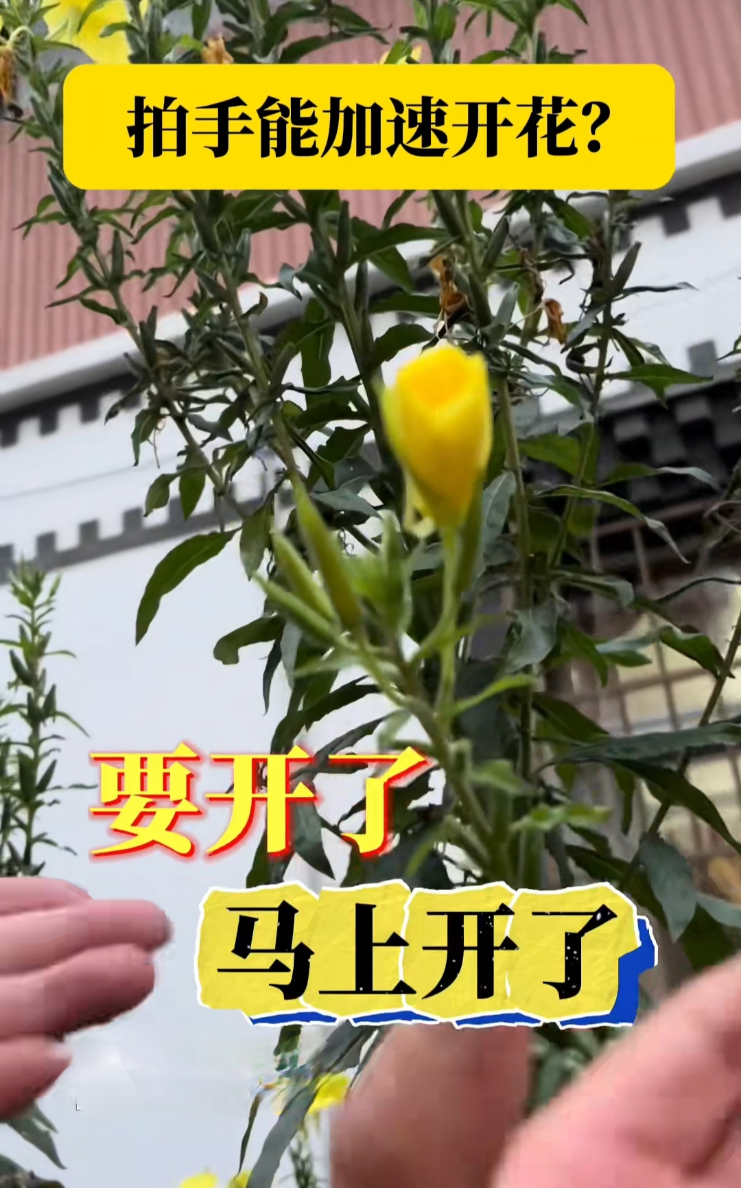 还真有这种花,叫"跳舞草".