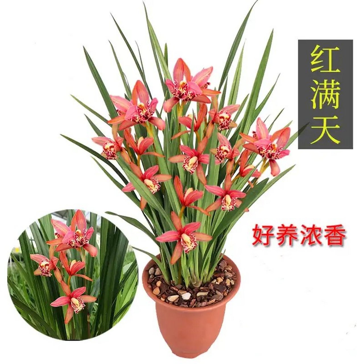 【红满天】,是兰花经典品种,建兰中的一种,是莲瓣兰彩捧蝶花中的极品