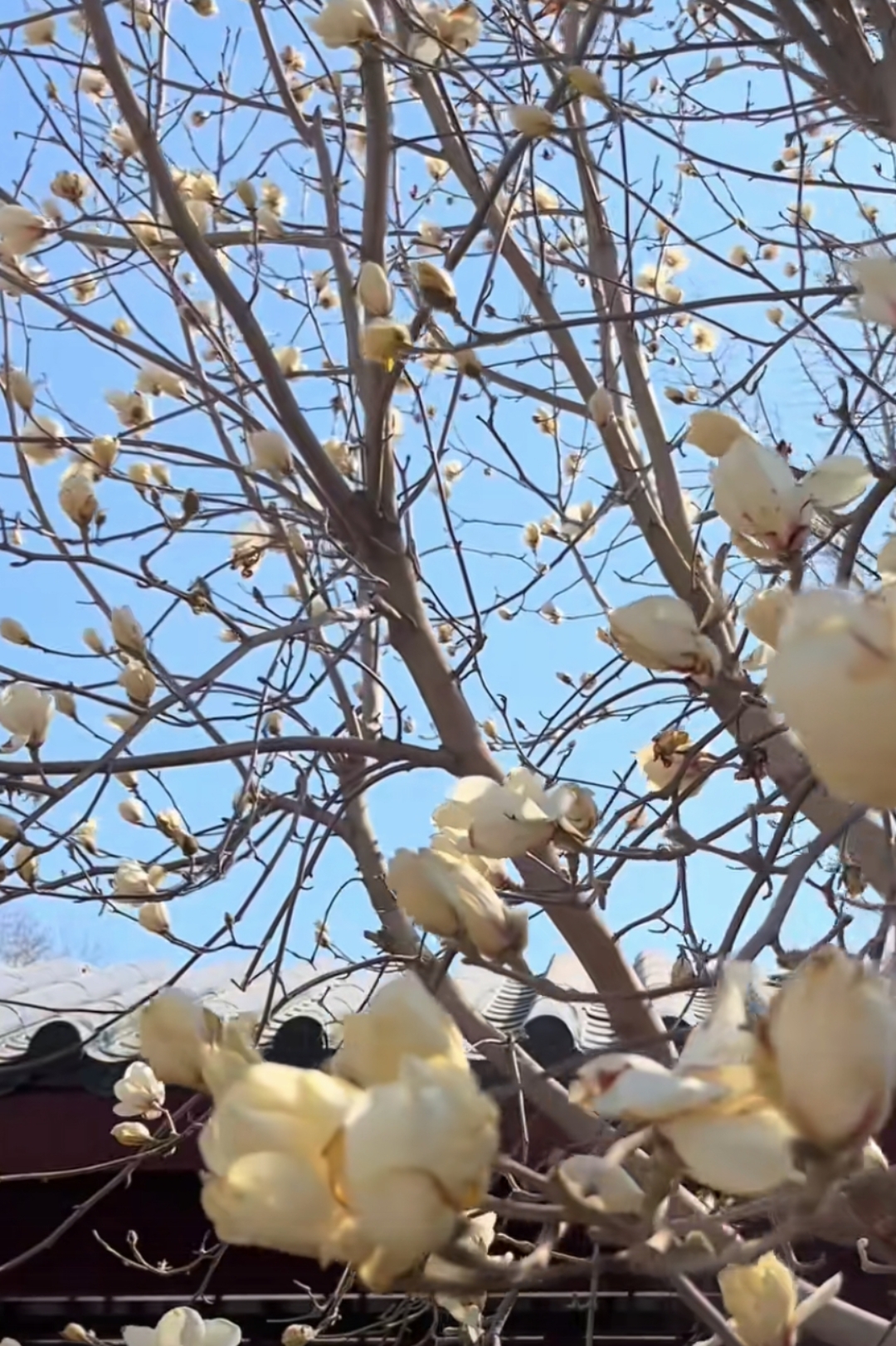 辽宁花儿开了# 往年,沈阳的玉兰花都在四月份开放,今年气温高,东说哪