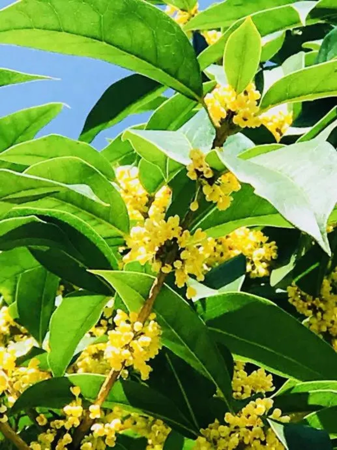 忽然想起了《红楼梦》里的桂花