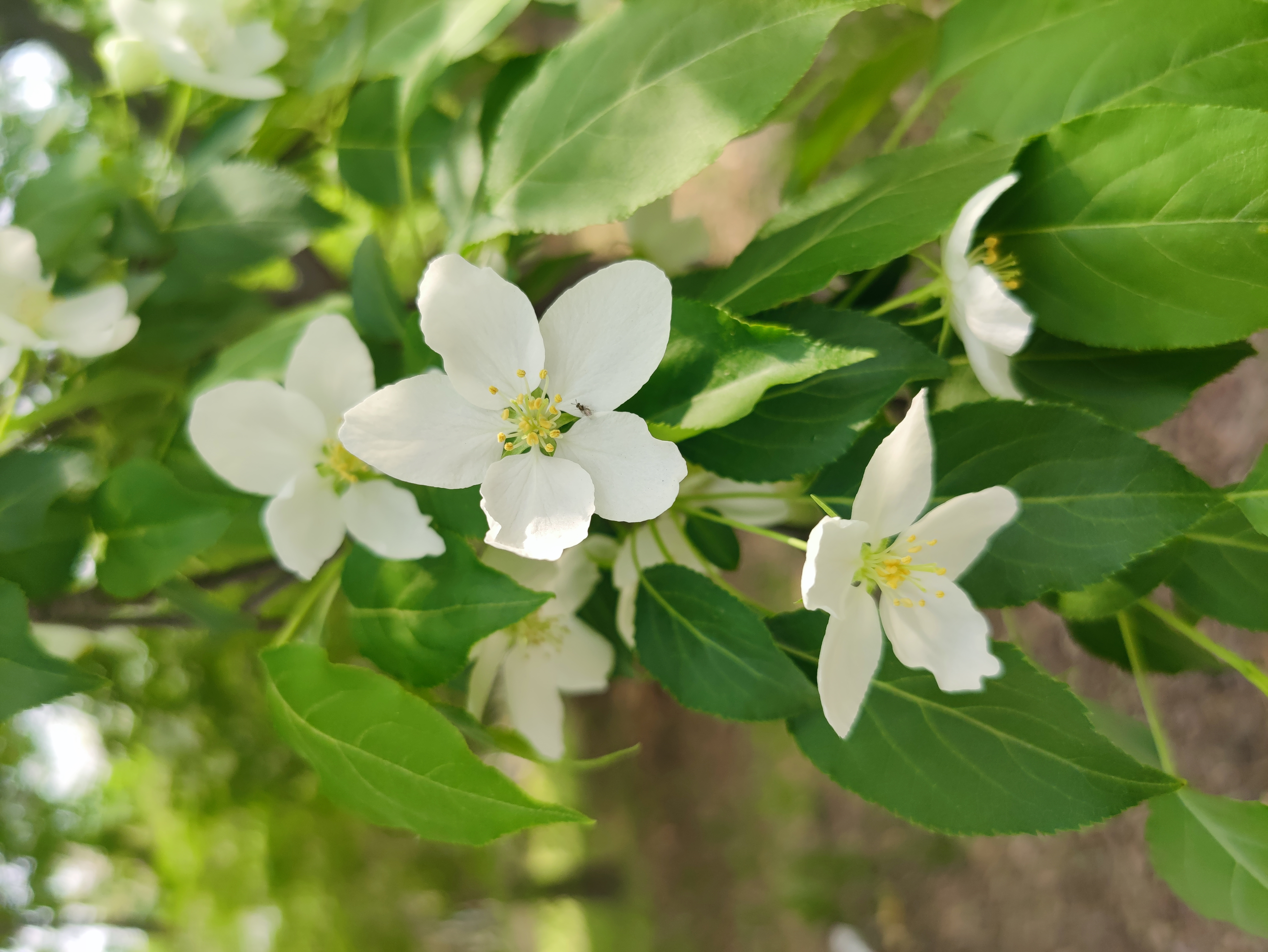 沈阳北陵公园花朝节.  岁月如诗,流转在春风与鲜花中.