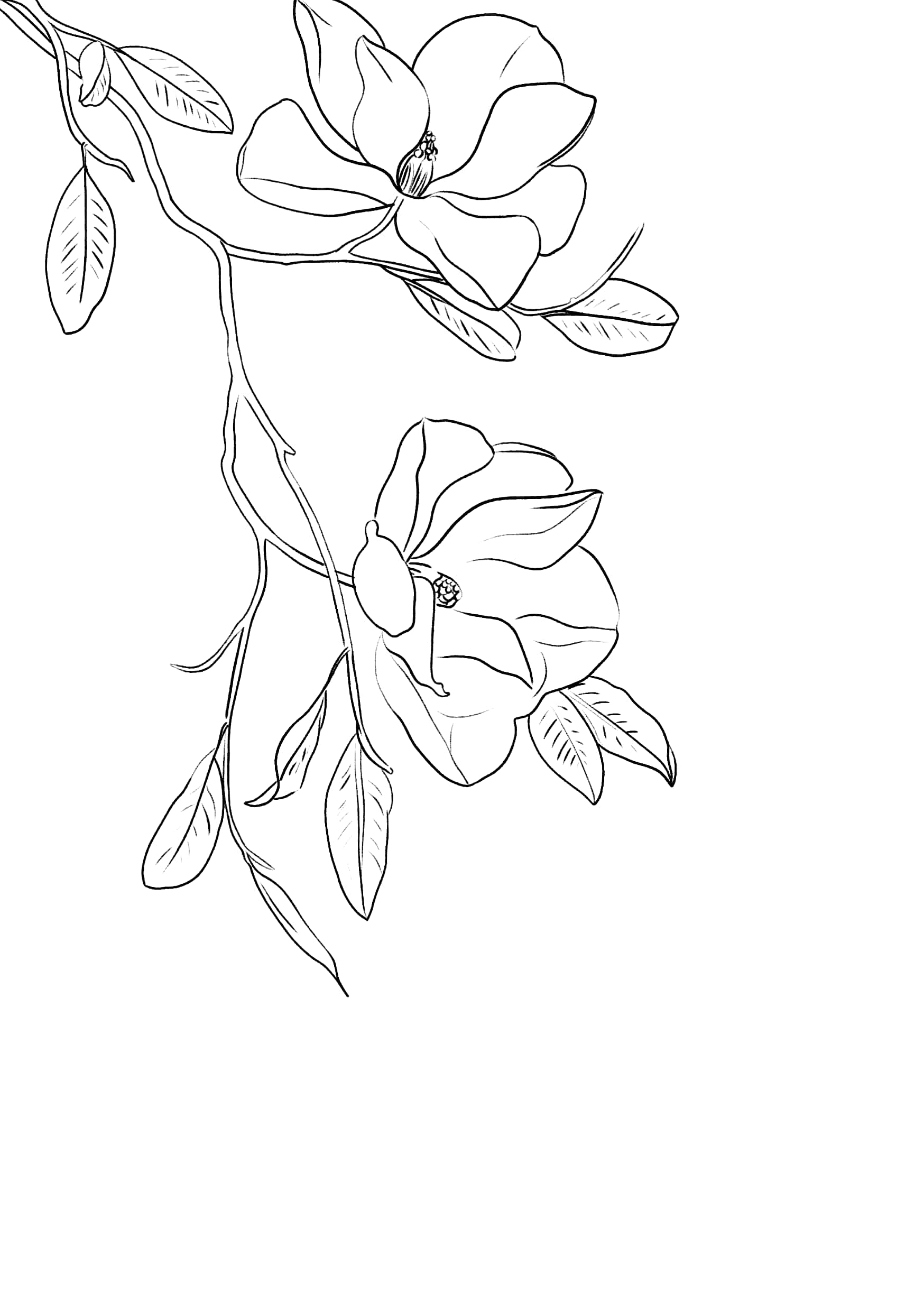 花卉插画线稿图 许久没用数位板了,练练手