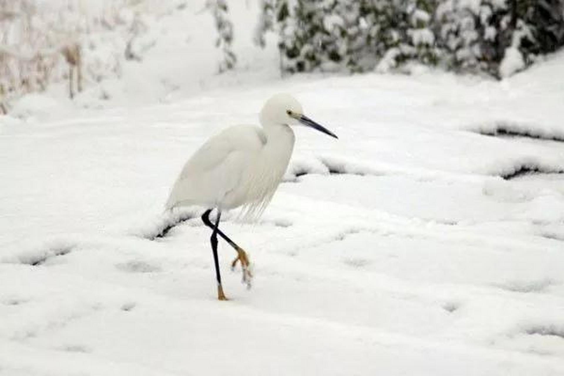 白鹭立雪,愚人看鹭,聪明见霜,智者观白.