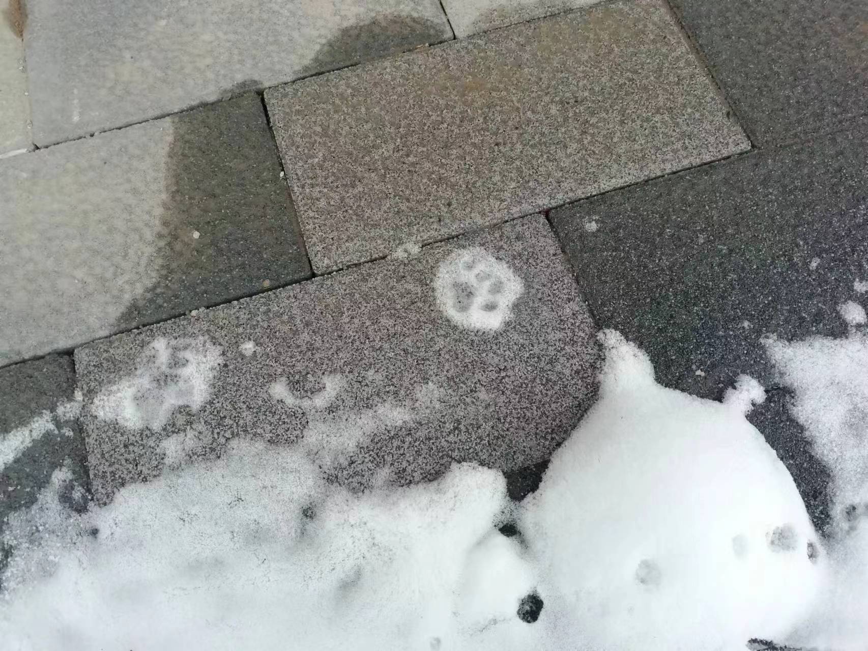 快康康我拍到了啥!一只野生雪地猫爪印!