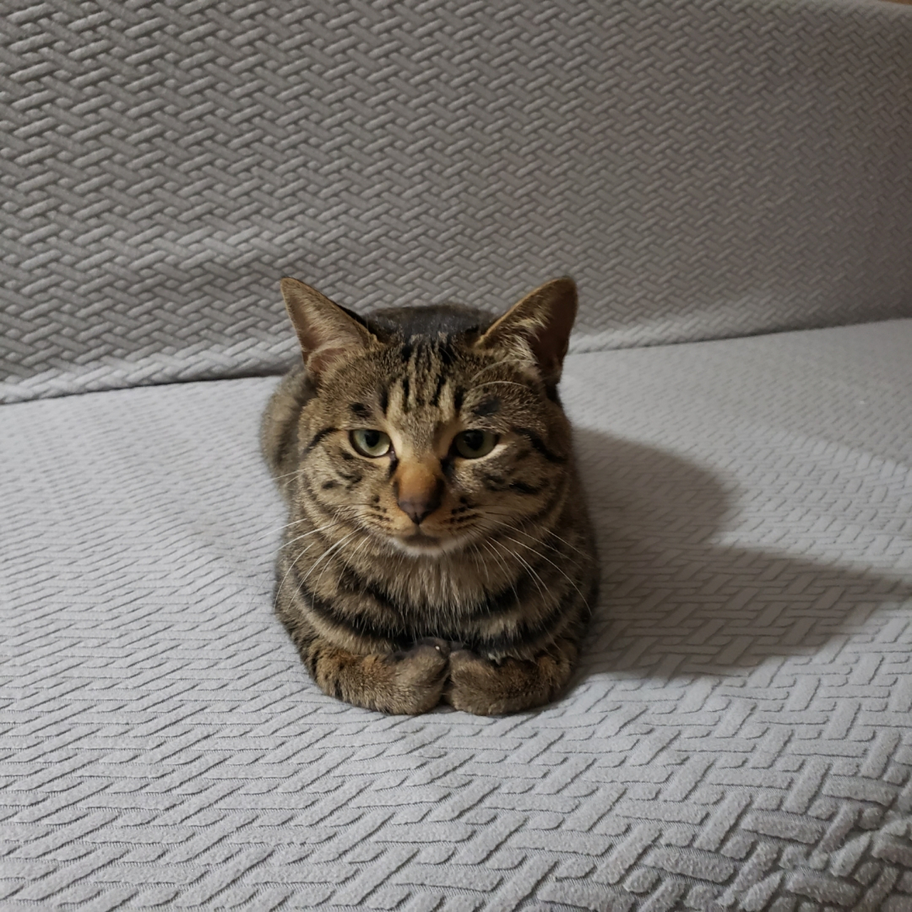 这个揣手手的小猫是不是很可爱?嘿嘿嘿