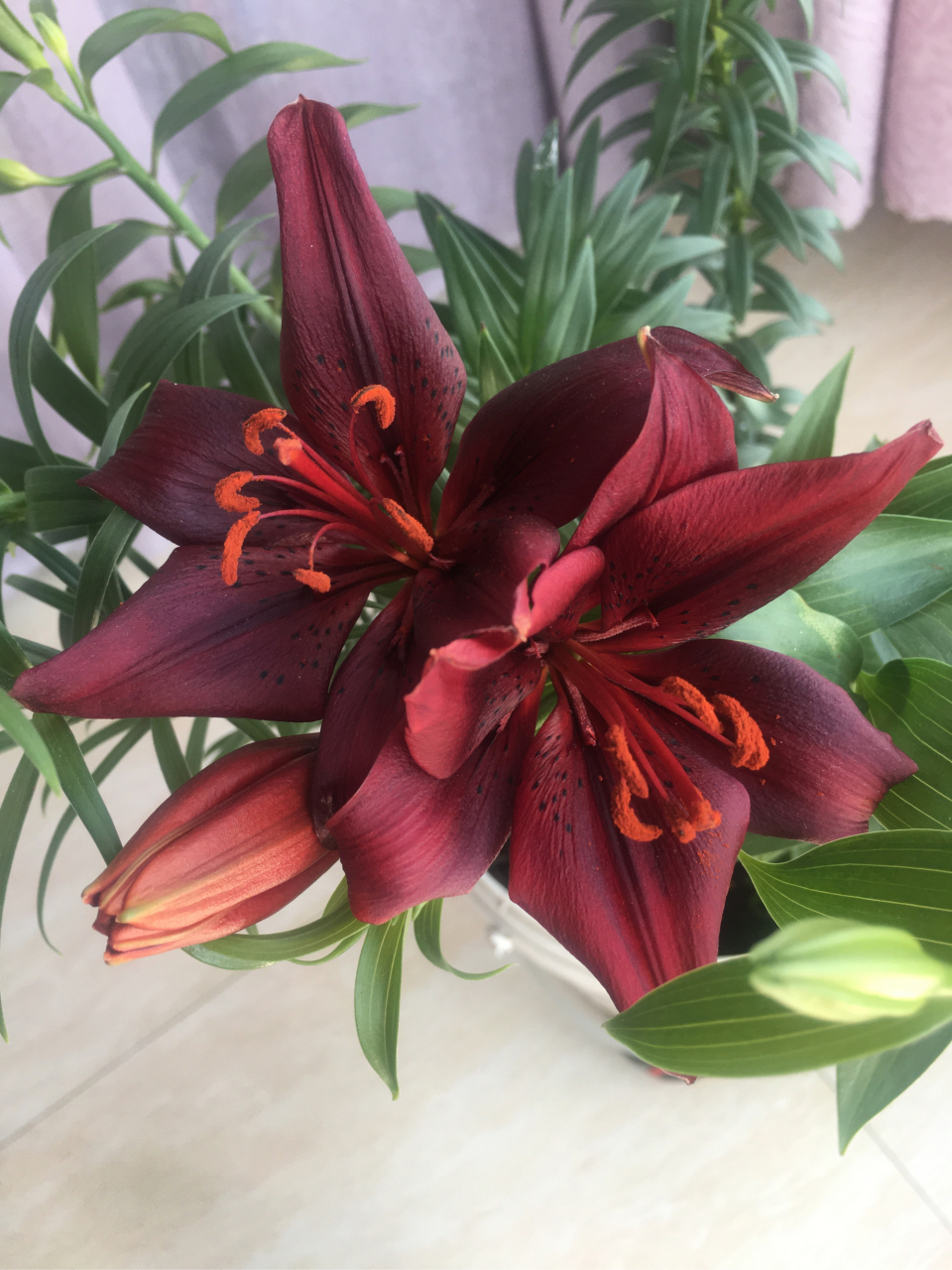 百合 黑美人,美如其名!暗红色,因是盆栽,花略小!美依旧!