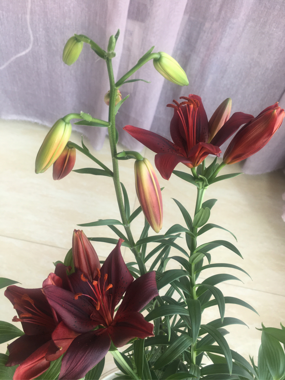 百合 黑美人,美如其名!暗红色,因是盆栽,花略小!美依旧!