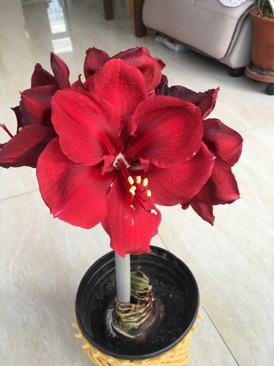 我的美美的朱顶红大天后开花啦!