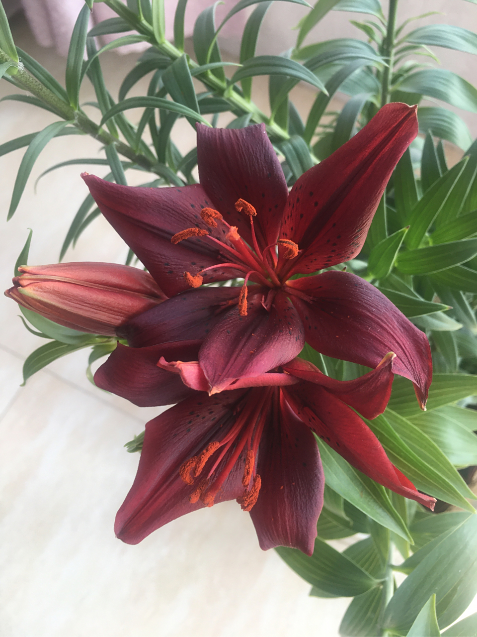 百合 黑美人,美如其名!暗红色,因是盆栽,花略小!美依旧!