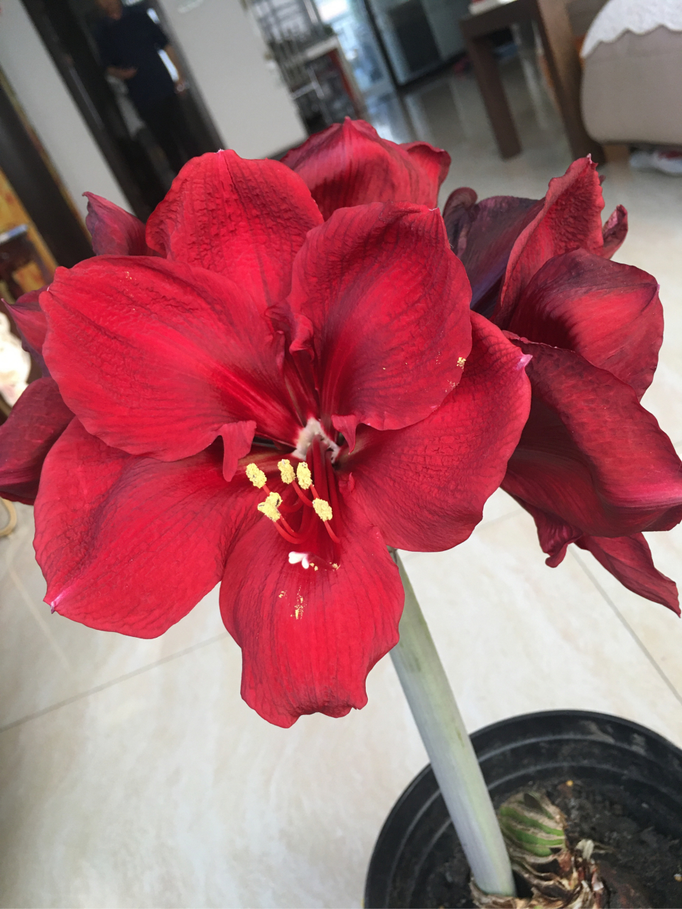 我的美美的朱顶红大天后开花啦!