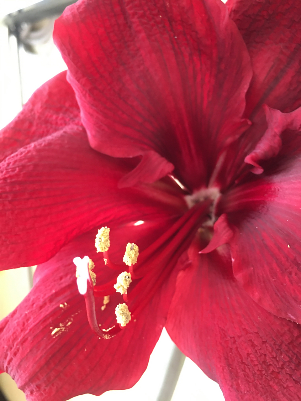 我的美美的朱顶红大天后开花啦!