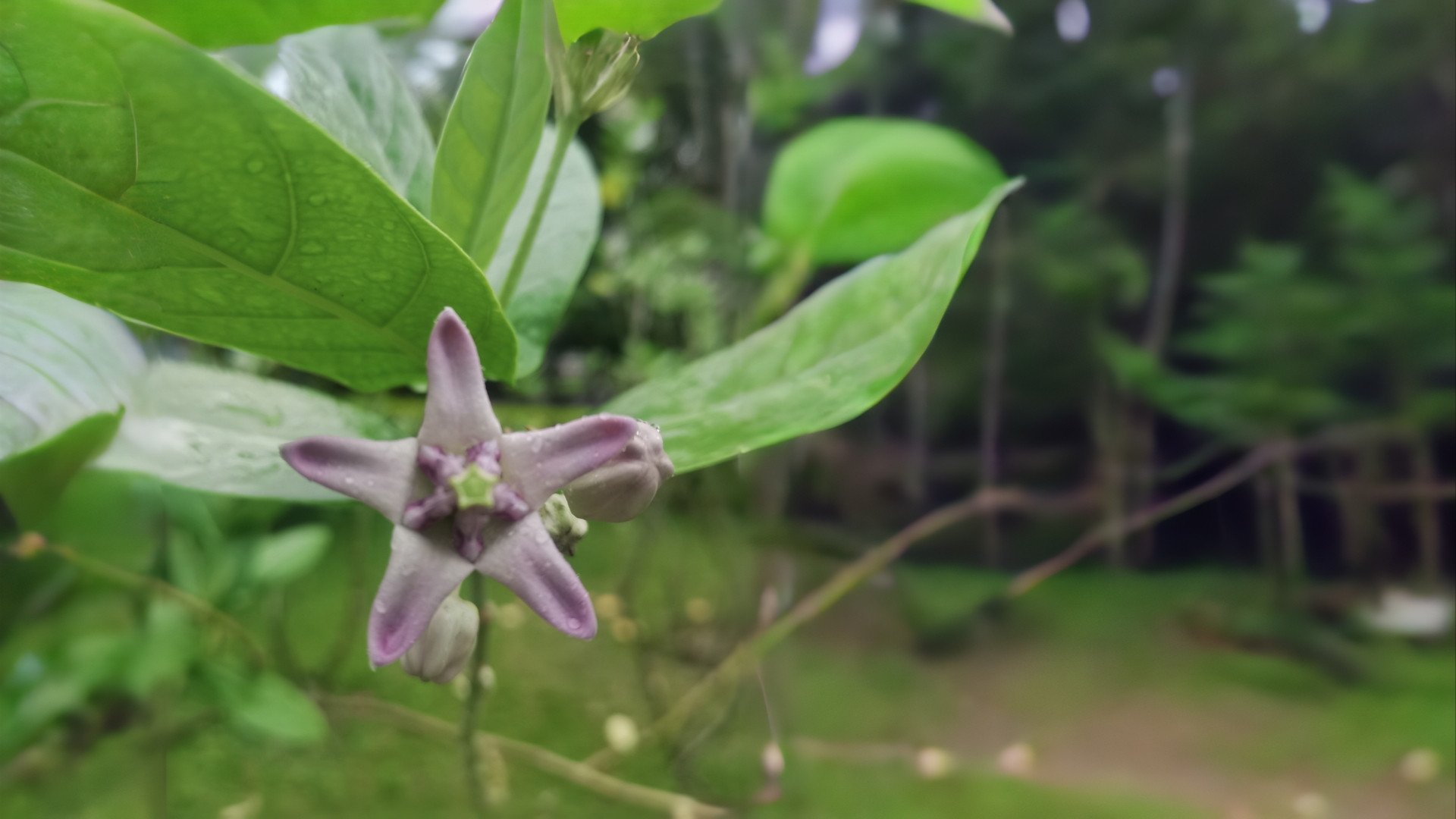 儋州的狗仔花的典故,是王安石博学呢(他也不是儋州人,他是听考生说呢