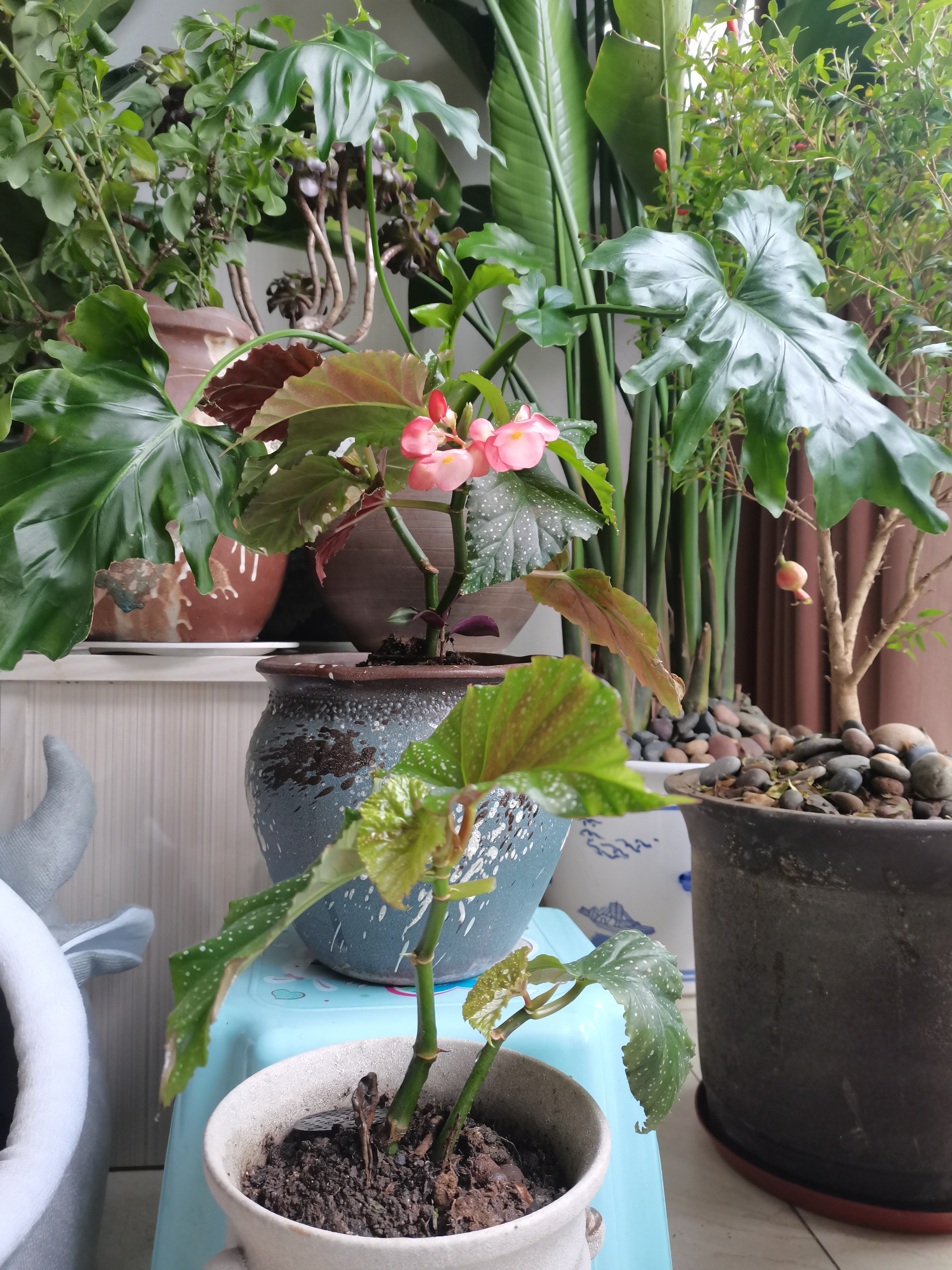 斑叶竹节秋海棠,好养活,喜欢的可以养一颗