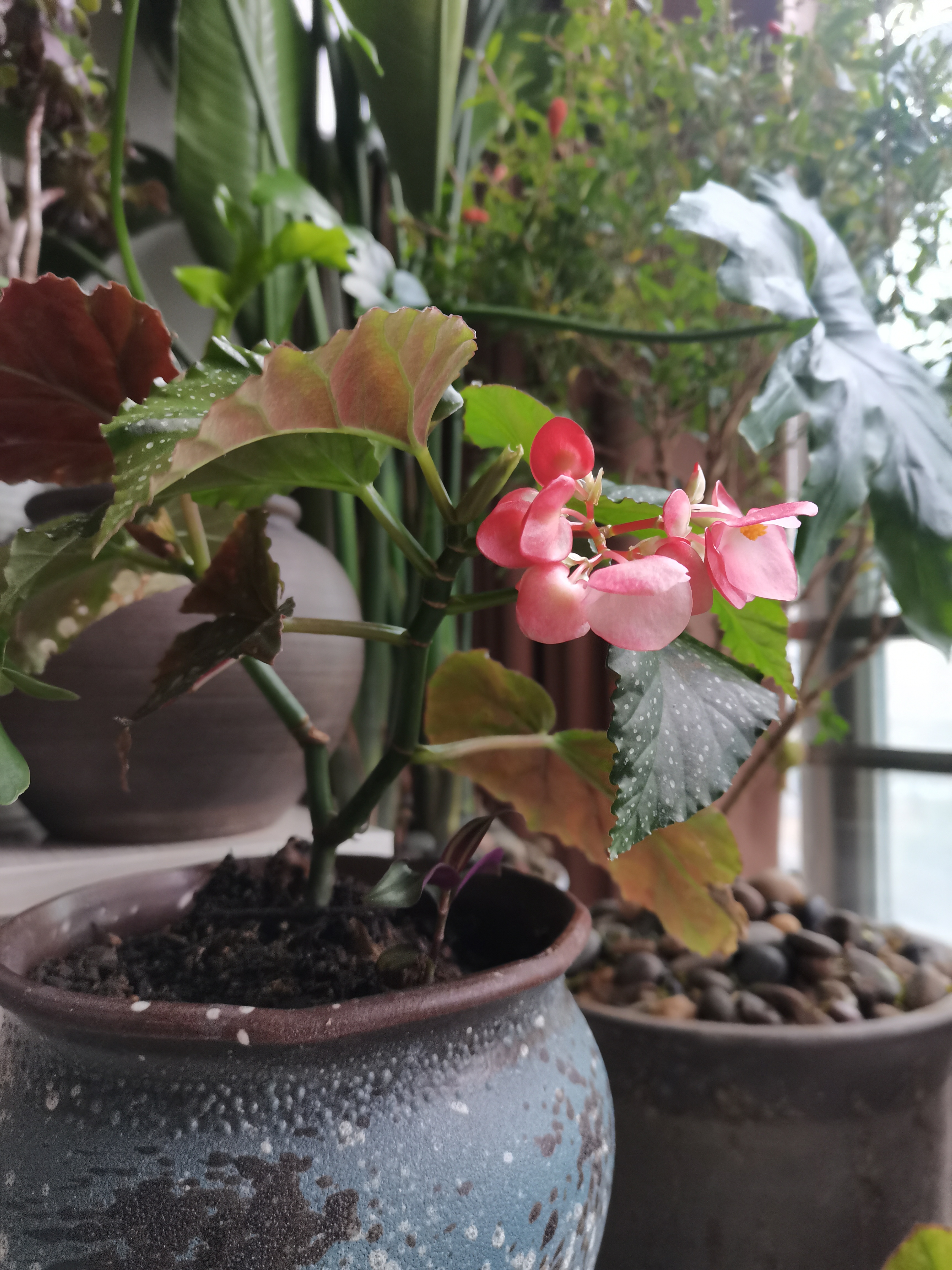 斑叶竹节秋海棠,好养活,喜欢的可以养一颗