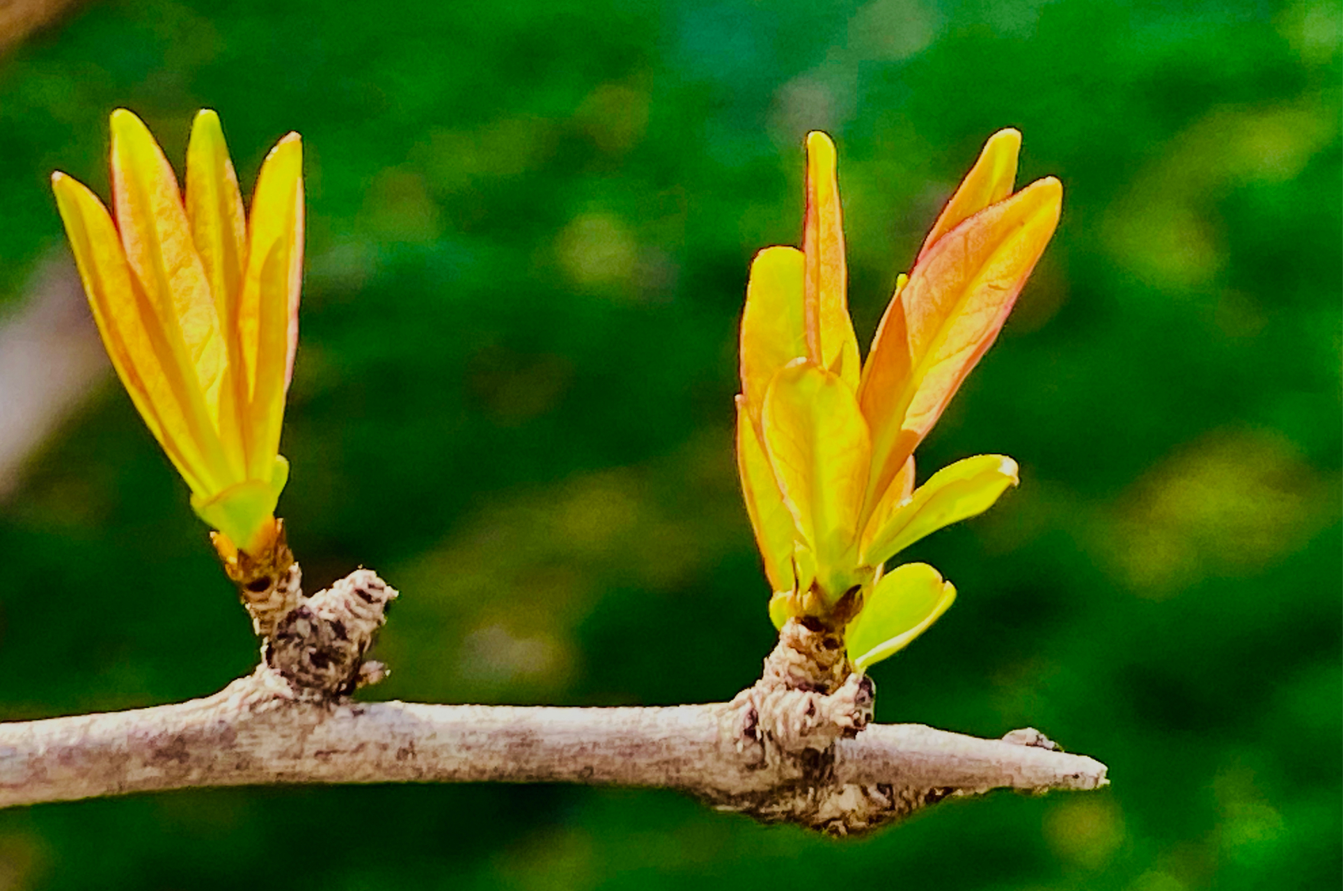 初春的石榴芽(原创)随手拍 陌上柔桑破嫩芽,东邻蚕种已生些.