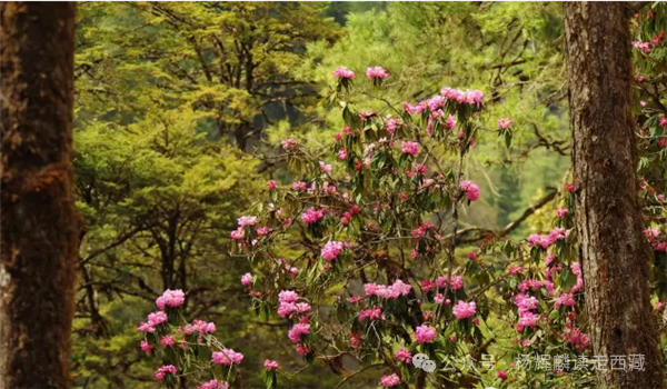 林芝波密,有一个岗乡自然保护区  岗乡自然保护区,乌于